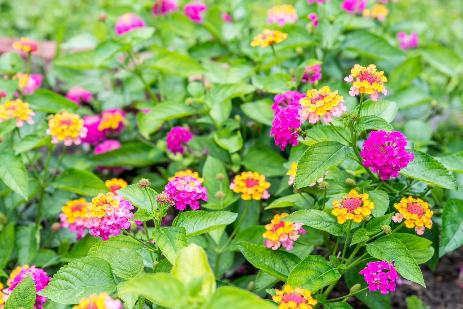 Lantana-Sträucher mit einer Mischung aus gelben, orangen und violetten Blüten