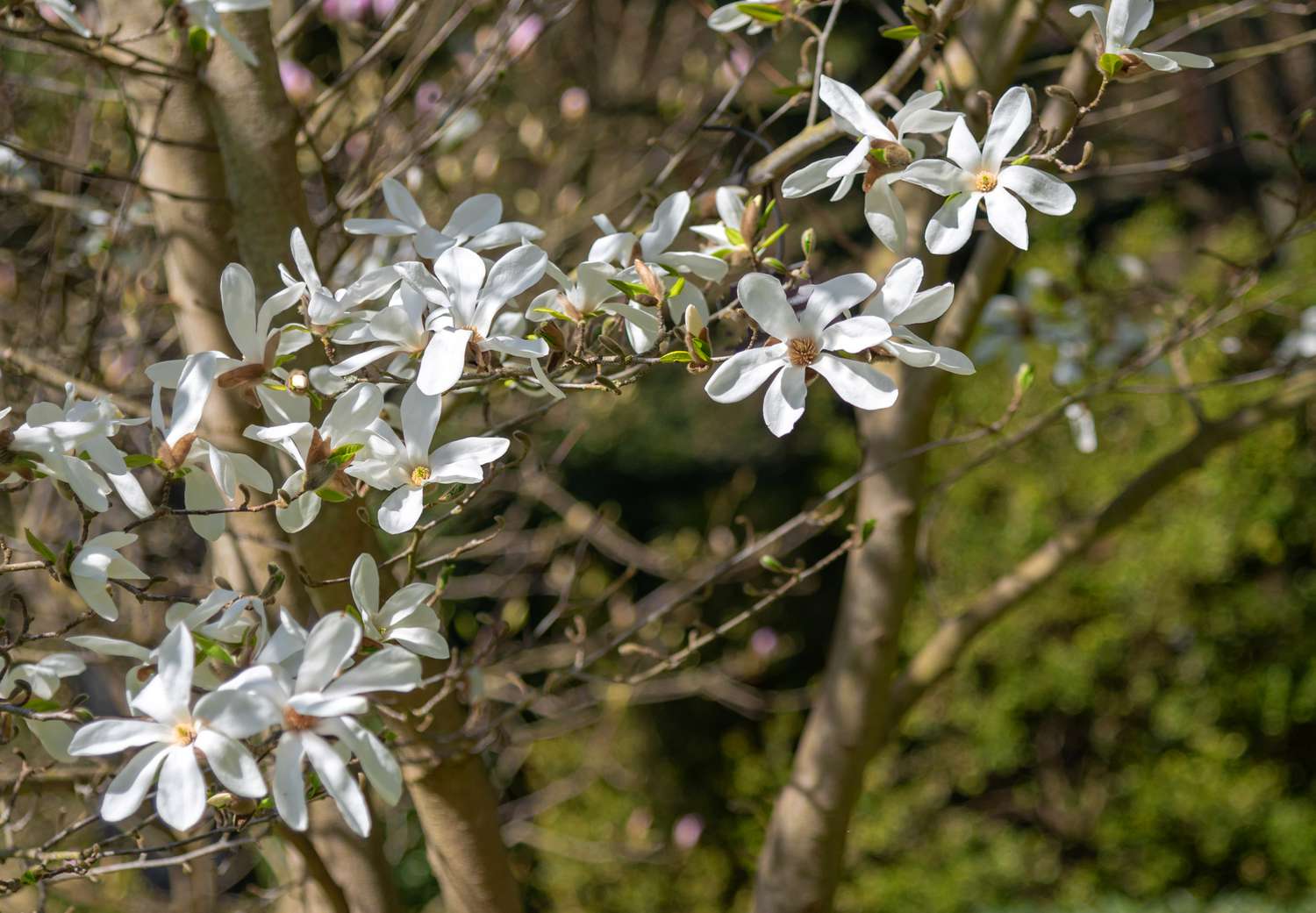Kobus-Magnolienbaumzweige mit großen weißen becherförmigen Blüten