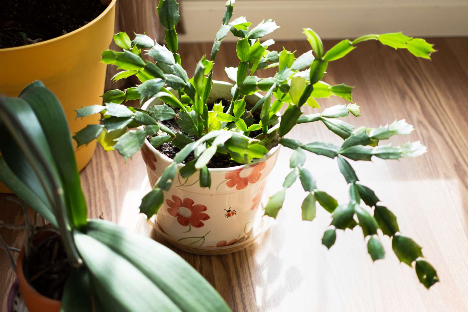 Planta de cacto de férias em vaso floral e planta experimentada em piso laminado