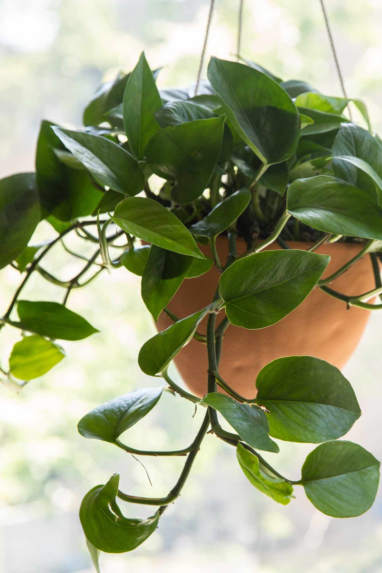 Jade-Pothos in einem hängenden Pflanzgefäß