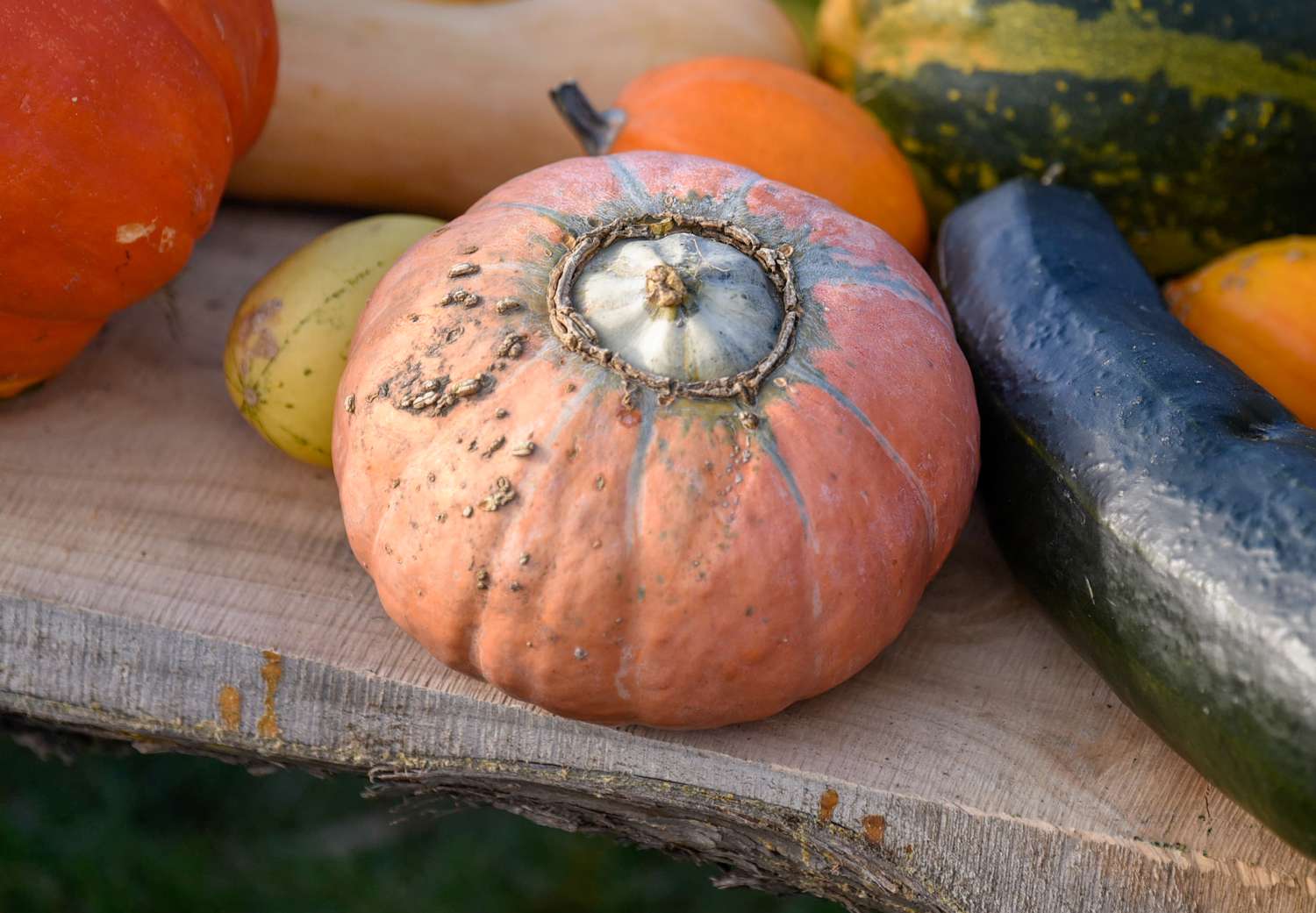 Cucurbita Maxima 'Turbante de Turco' junto a otras calabazas sobre superficie de madera