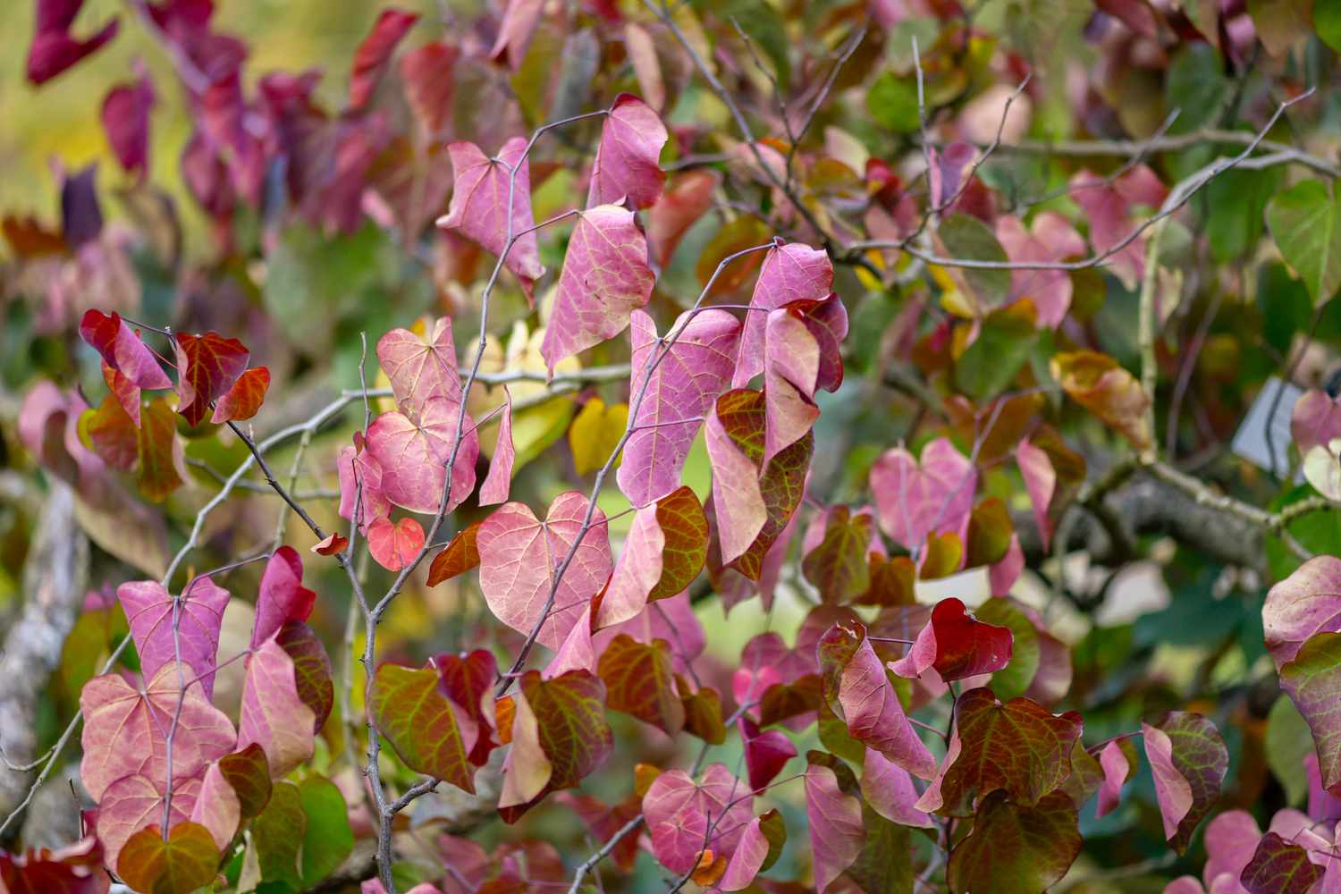 Forest pansy redbud tree branches with pink heart-shaped leaves hanging