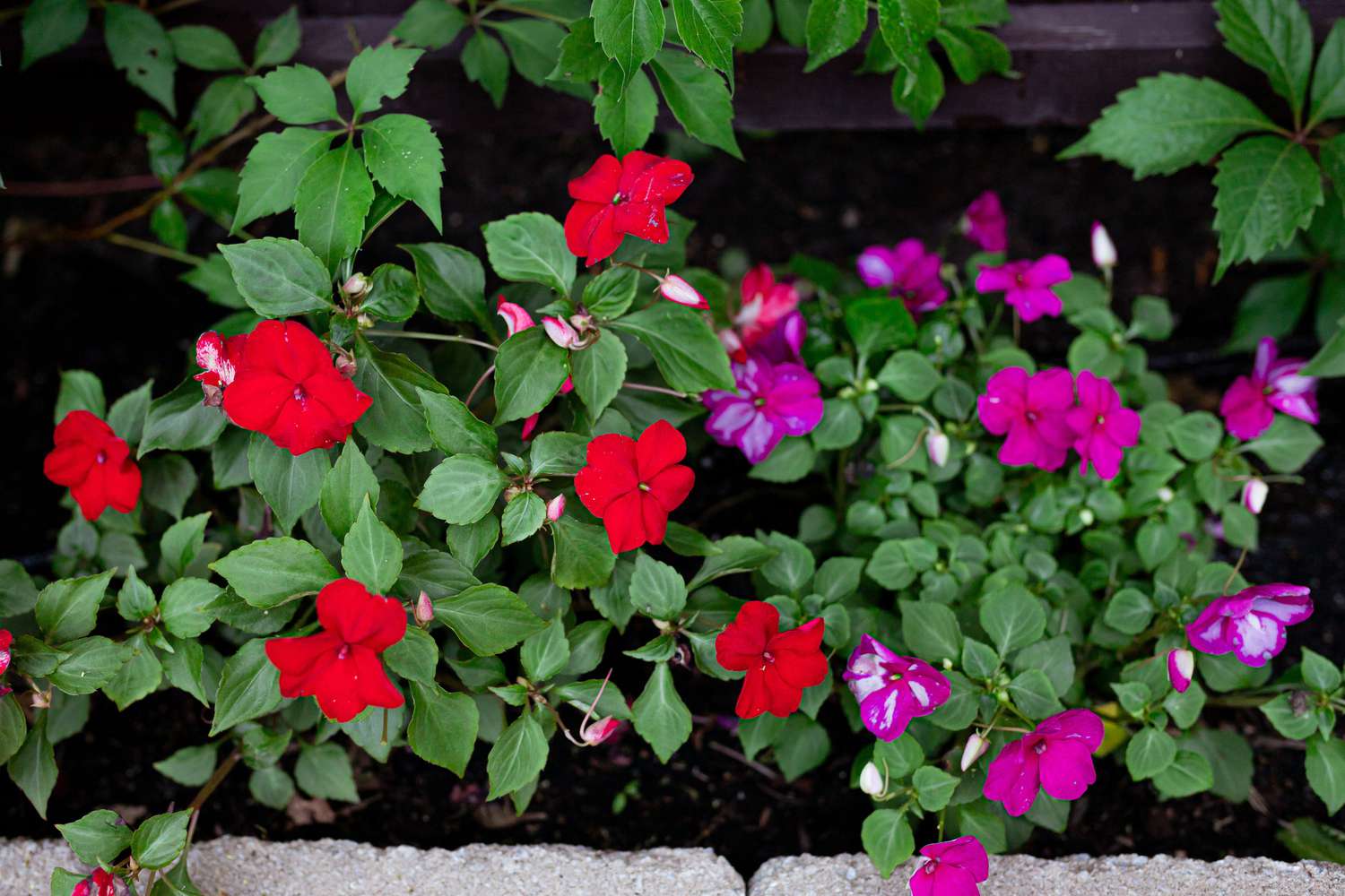 Impatiens plant with bright red and dark pink and white flowers in garden bed