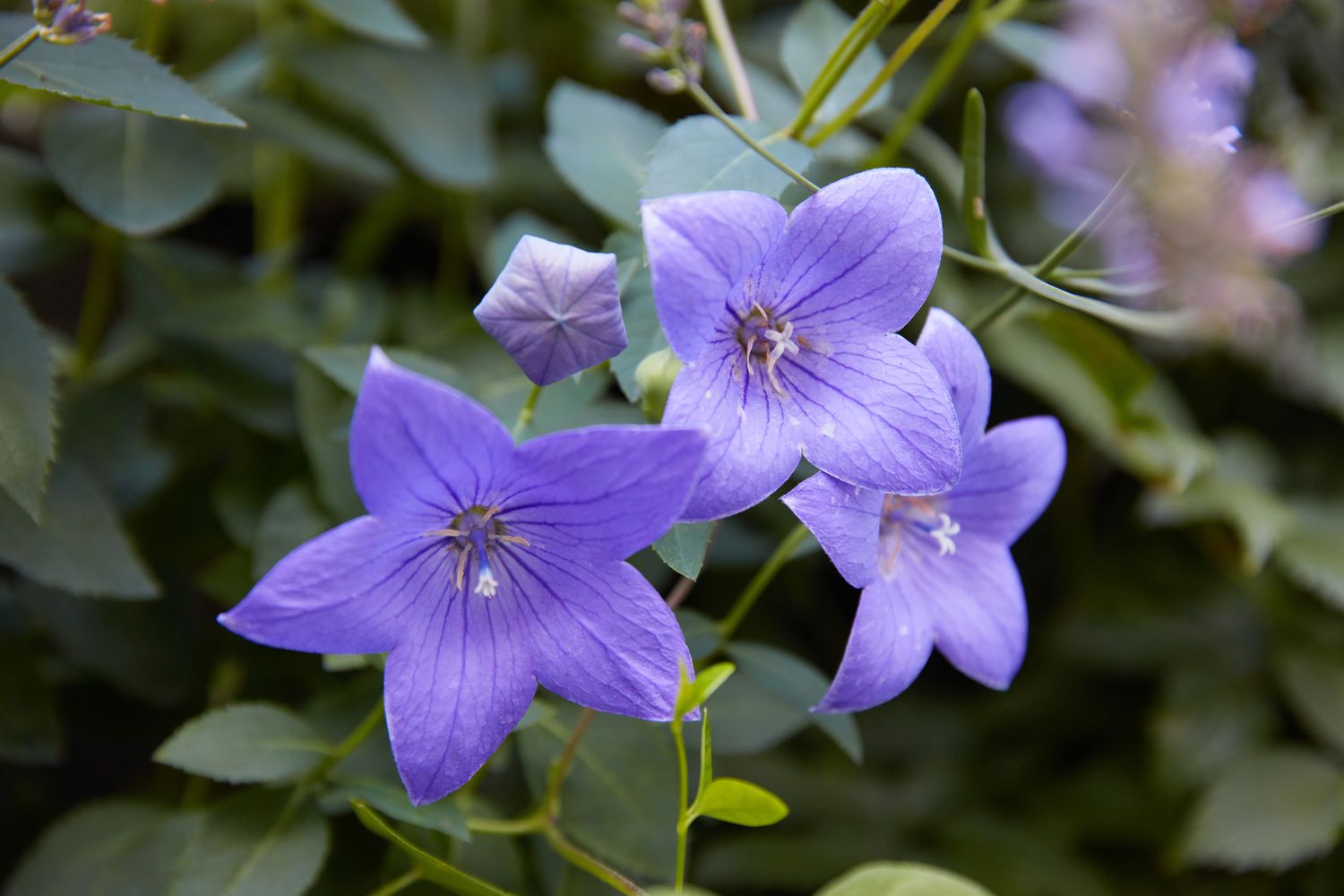 Die 14 besten Herbstblüher für Ihren Staudengarten