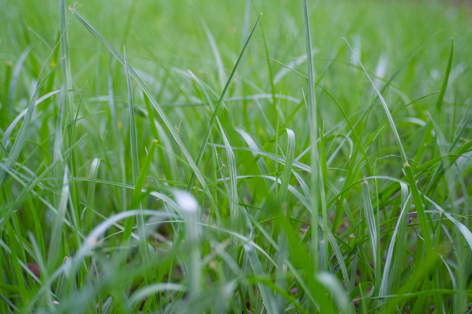 Bahia grass blades in lawn closeup