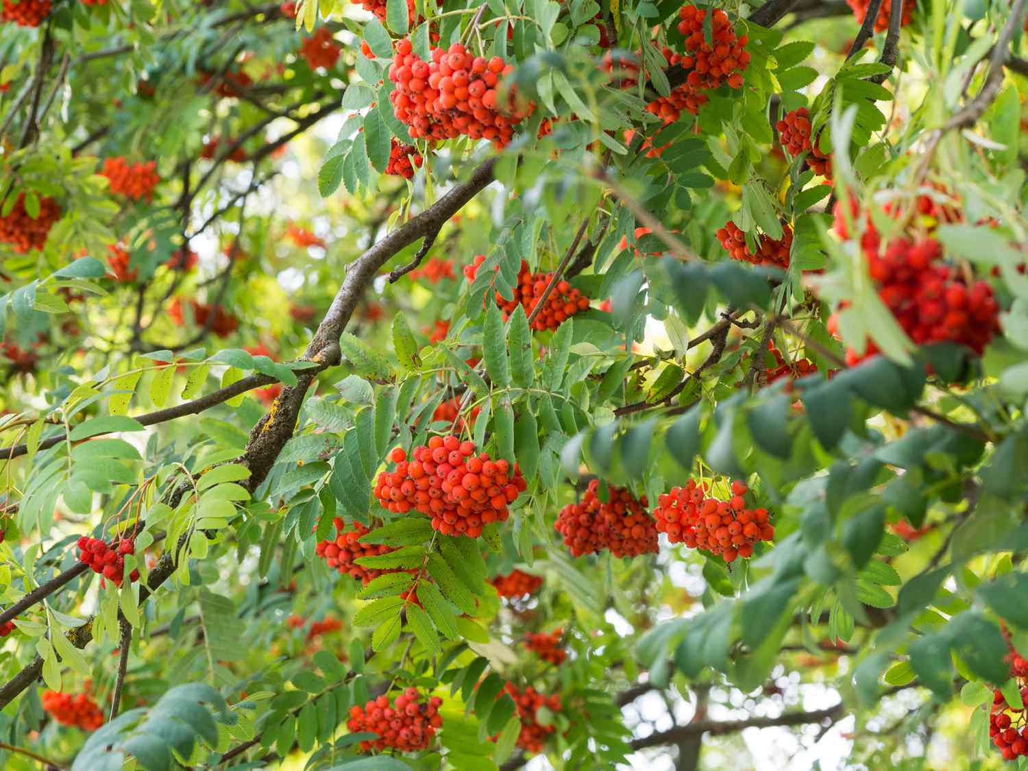 Sorbus aucuparia (Vogelbeere oder Eberesche) mit Beeren, die an ihm wachsen.