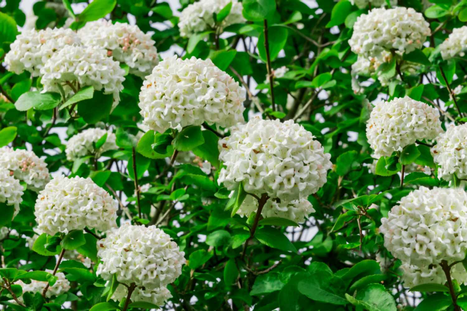 Viburnum Strauch