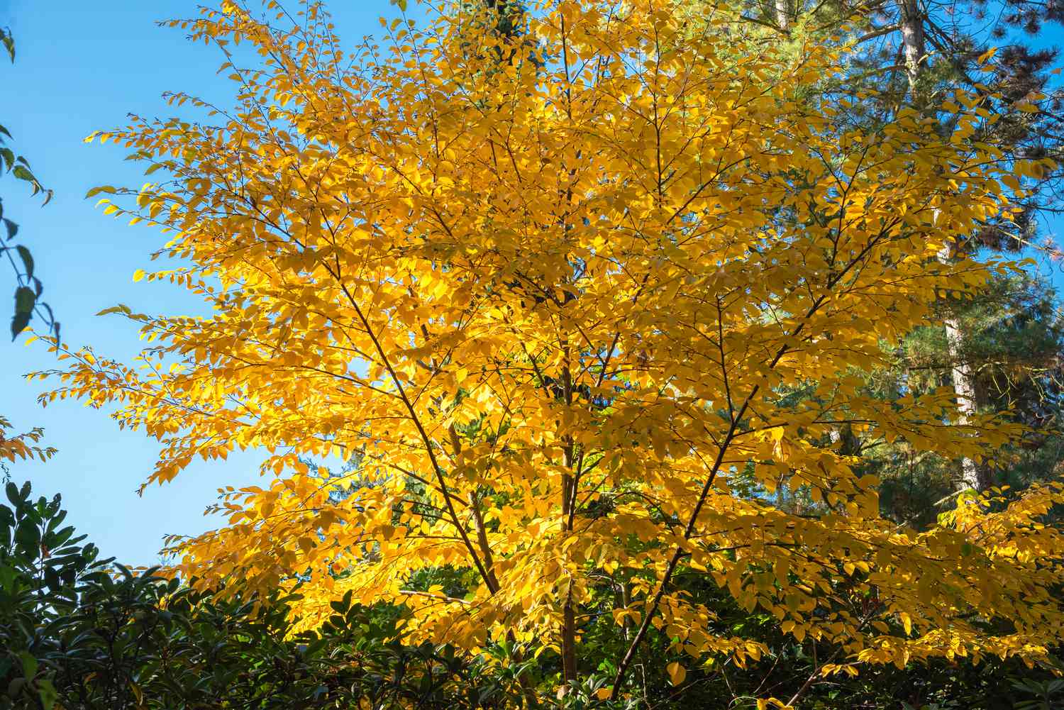 Gelbe Birke mit weit ausladenden Ästen voller gelber Blätter vor blauem Himmel