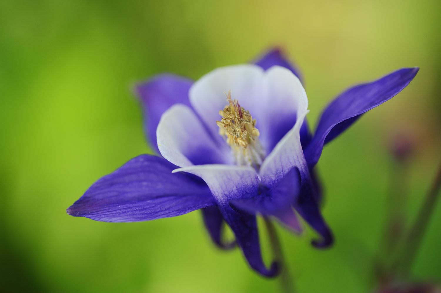 closeup of columbine