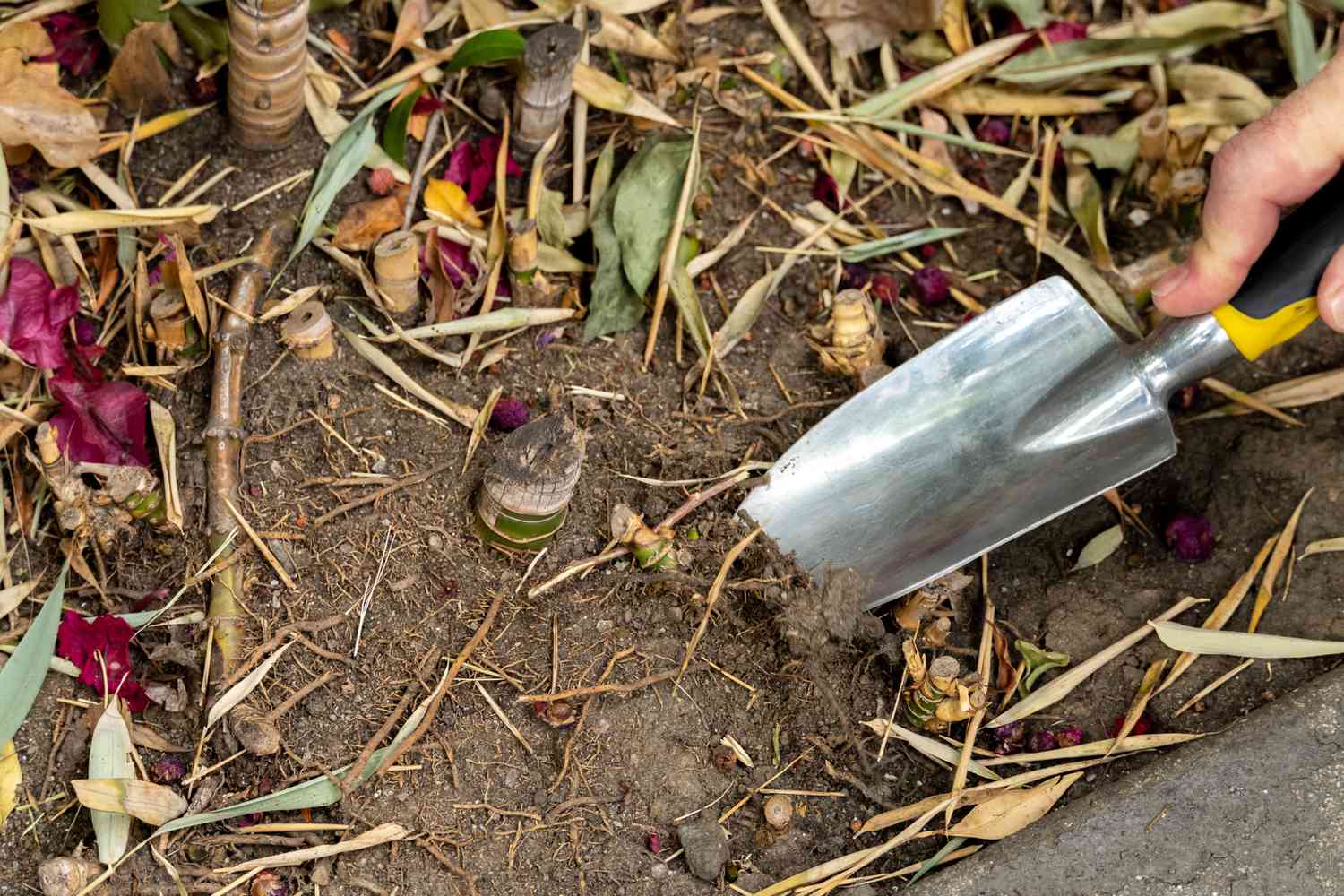 Spade shovel loosening soil from around cut bamboo base