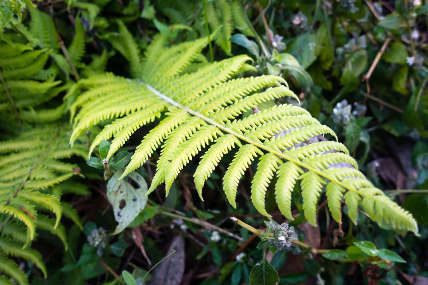 Southern shield fern close up of an open frond