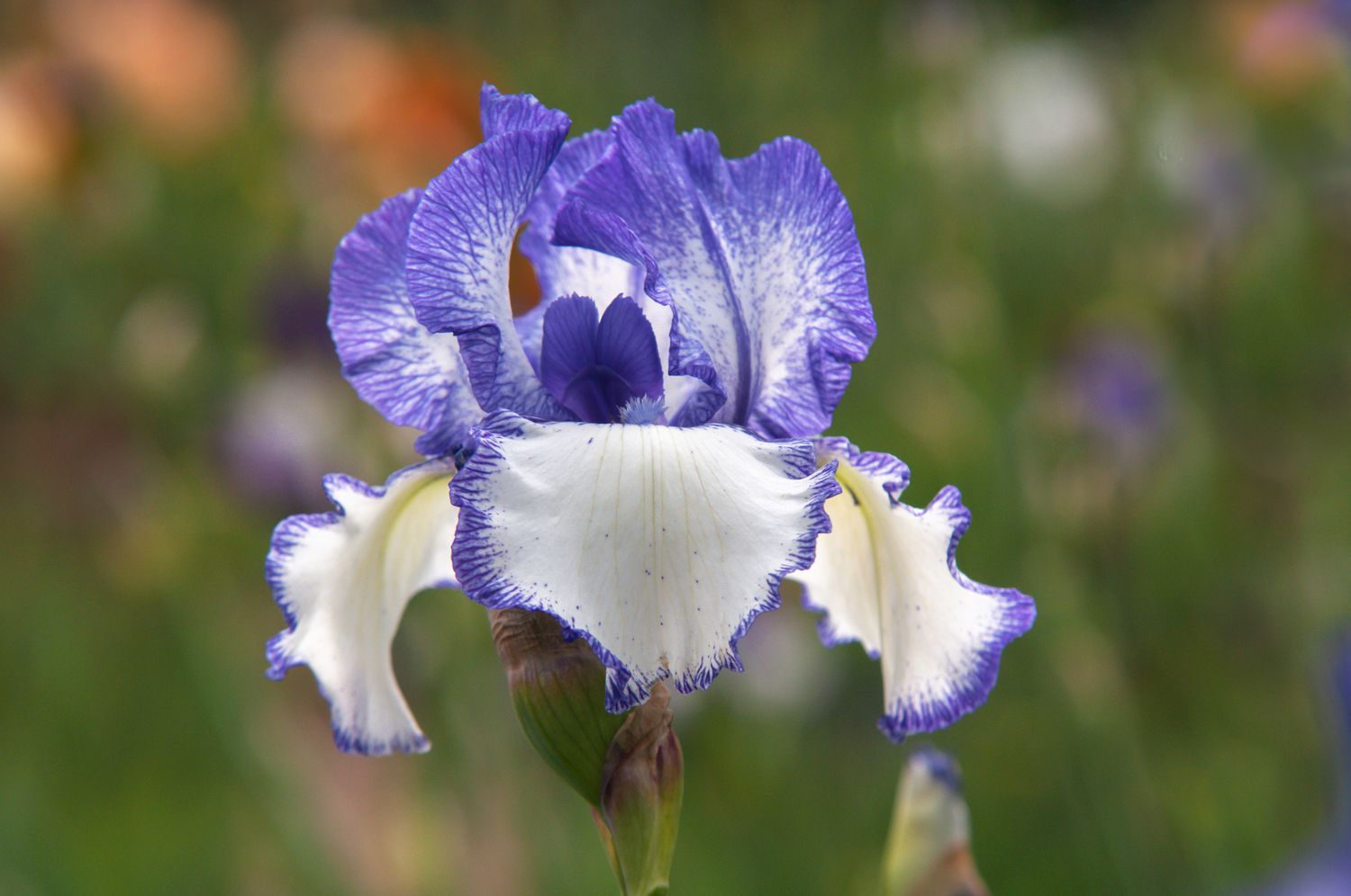 bärtige Irisblüte