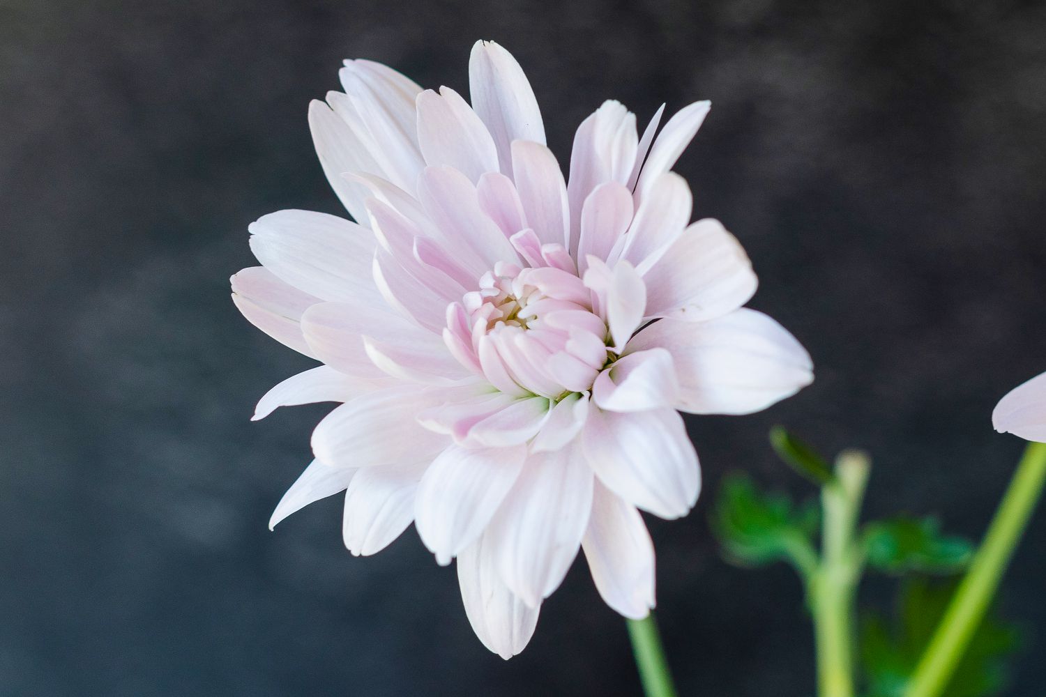 Weiße und hellrosa Chrysanthemenblüten in Nahaufnahme