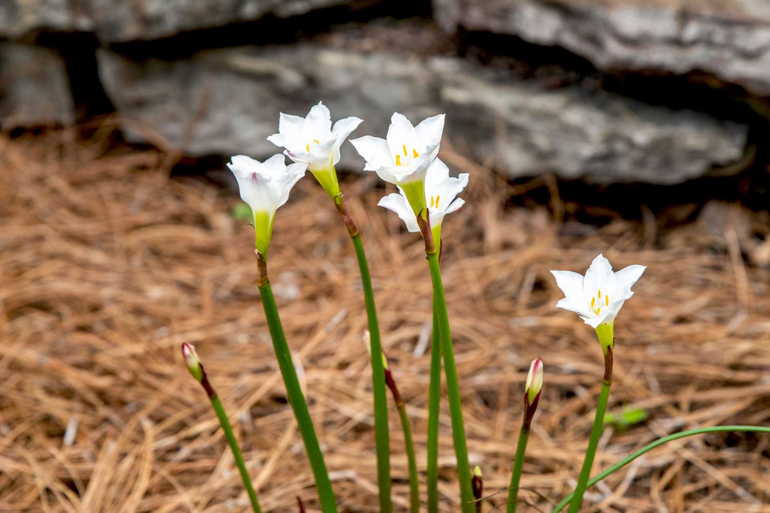 Regenlilienblüten mit aufrechten weißen Blütenblättern auf langen dünnen grünen Stielen vor einem Strohbett