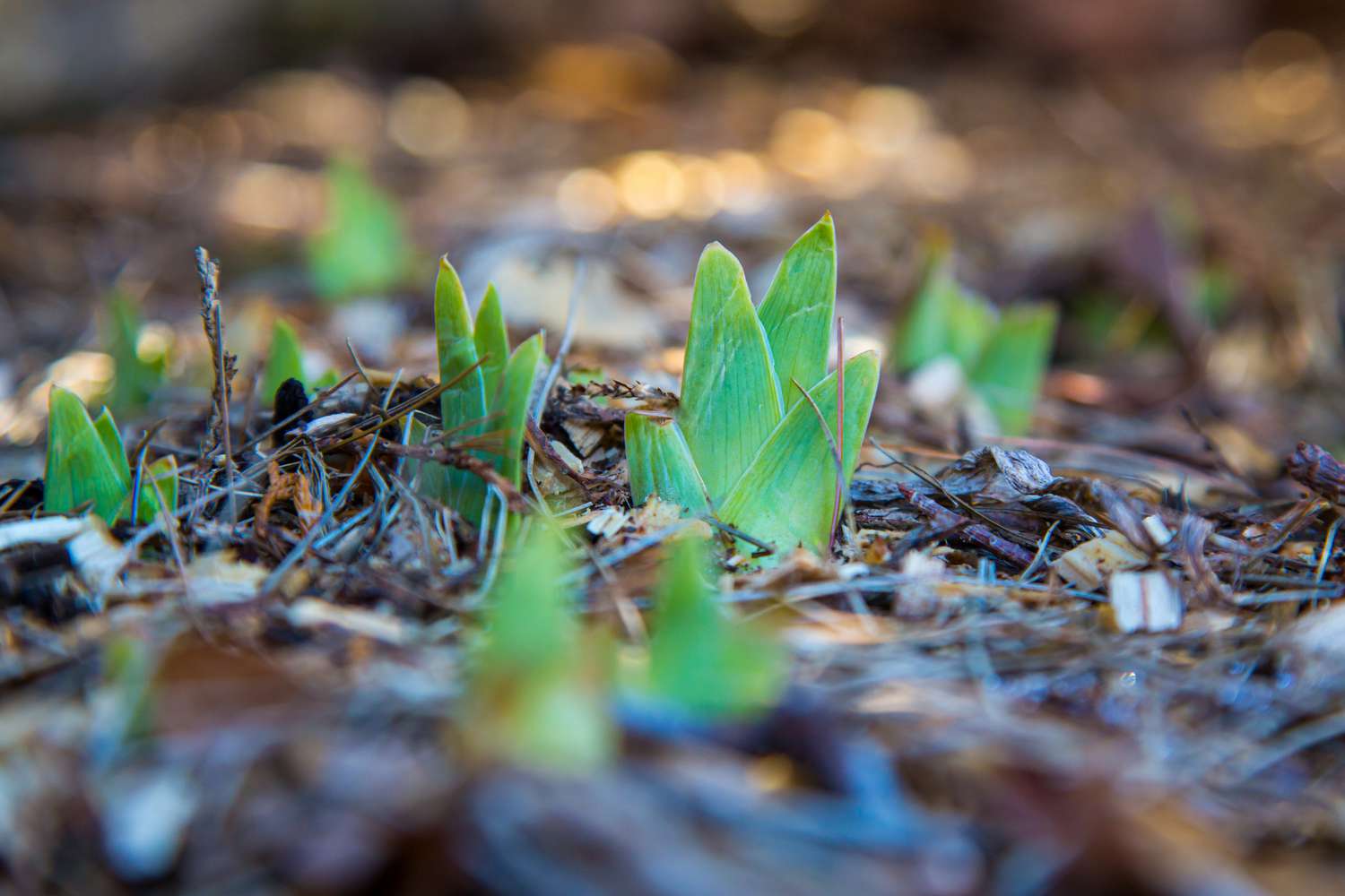 Mulch