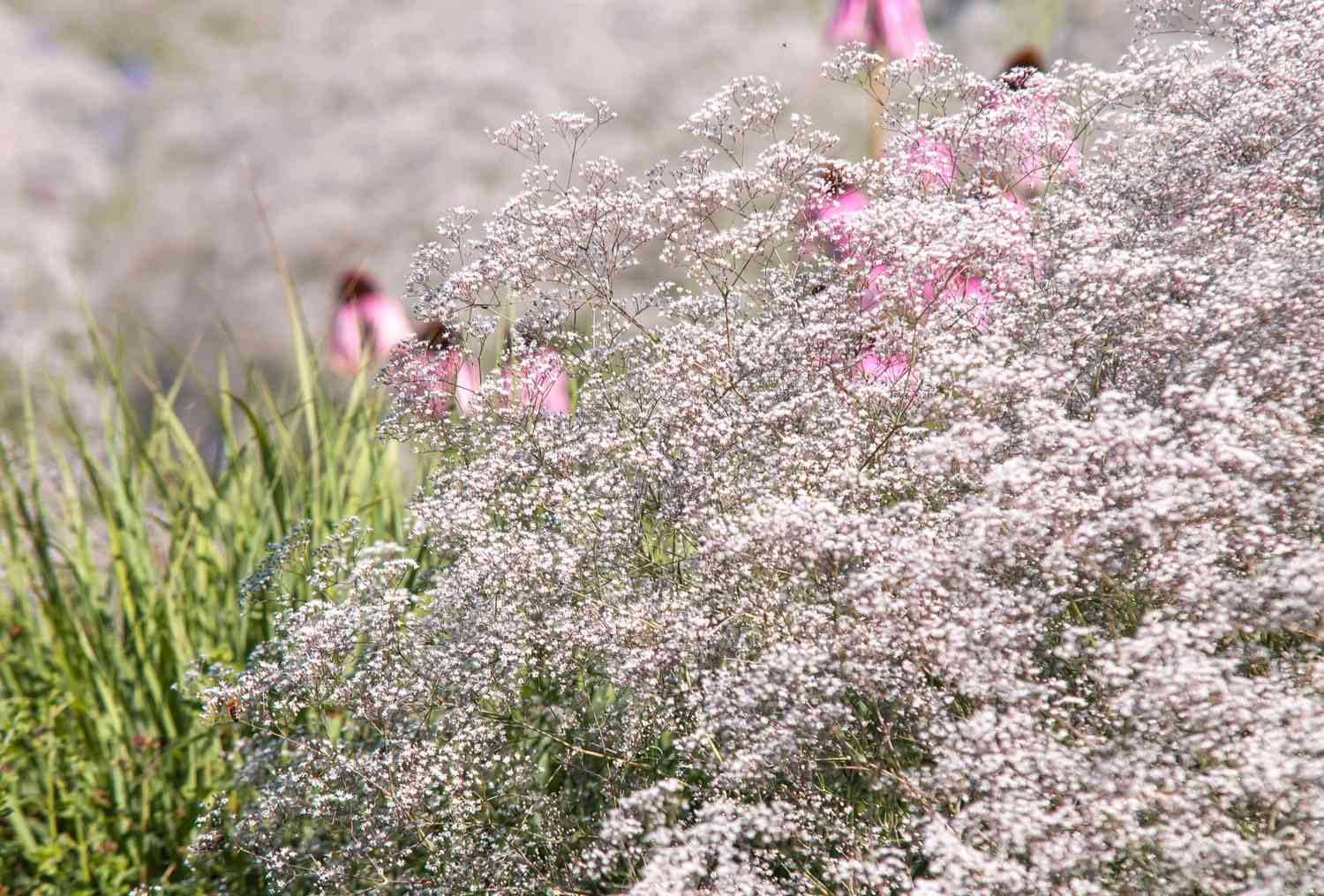 Baby's breath with white flowers against grass