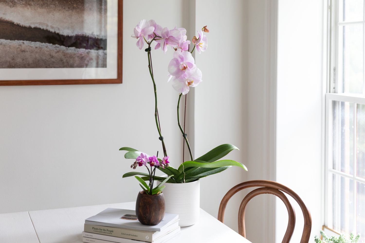 phalaenopsis orchids on a table