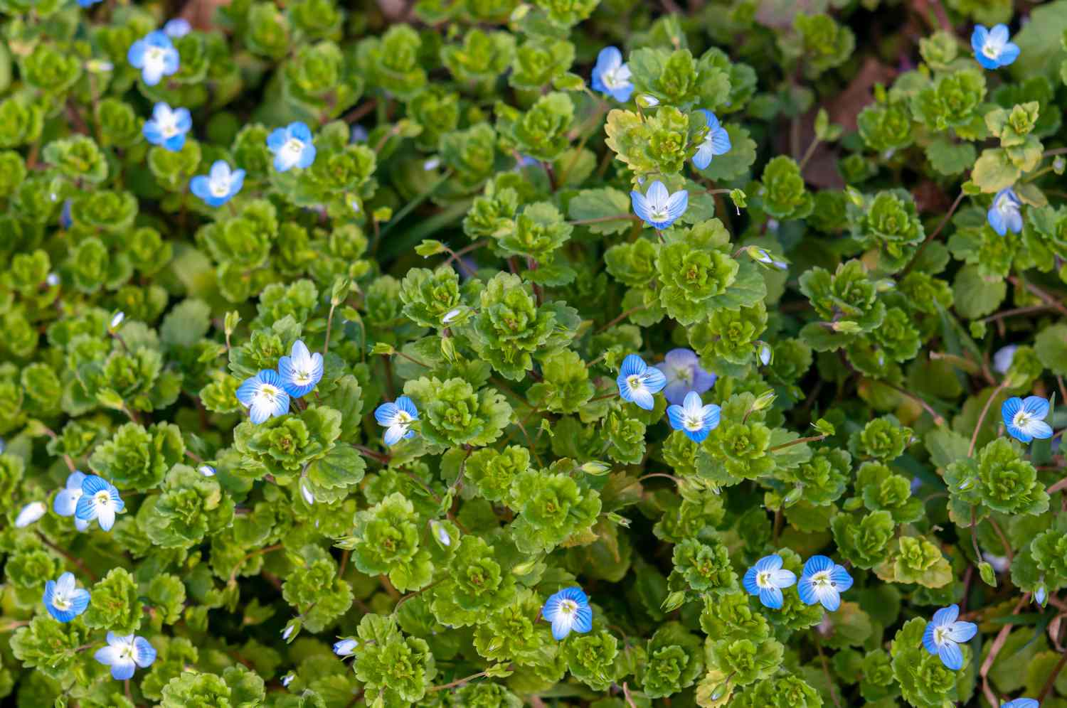 Kriechender Ehrenpreis mit muschelförmigen Blättern, die mit kleinen blauen Blüten besetzt sind