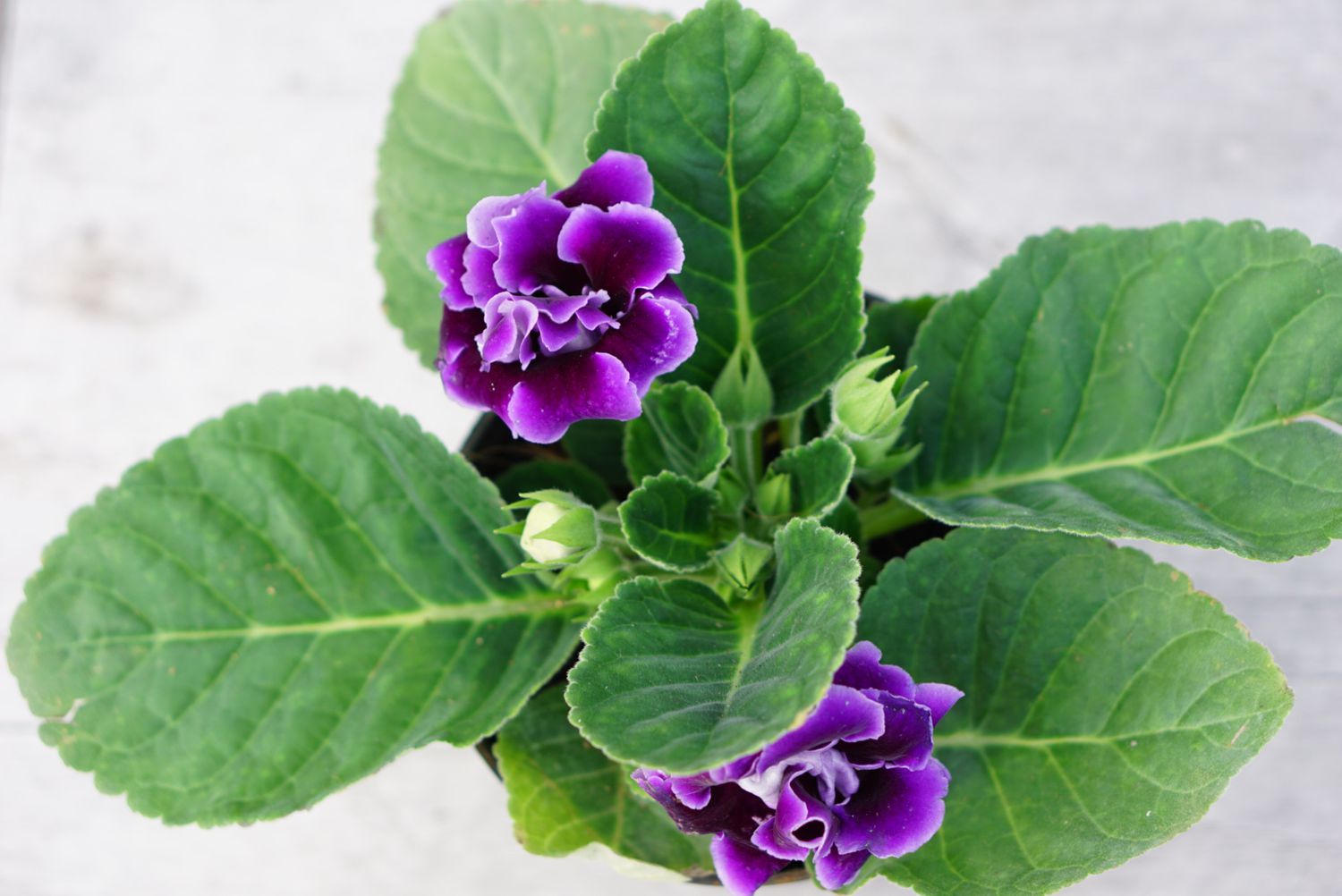 Gloxinia senningia-Hybridpflanze mit violetten Blüten und Knospen von oben