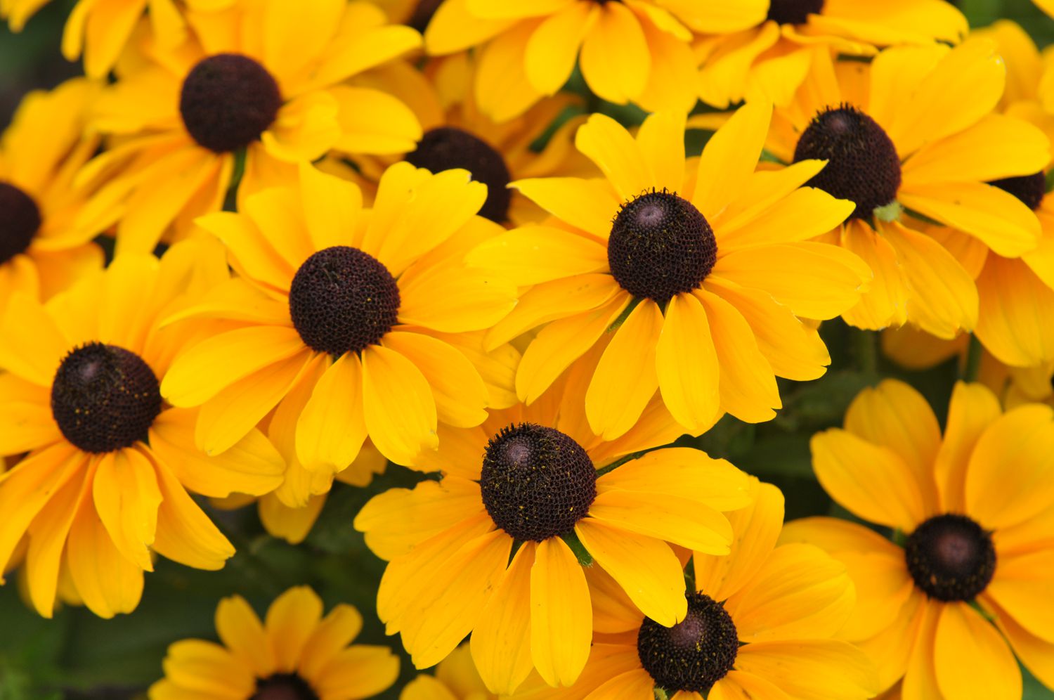 Black-eyed susan flowers with yellow petals and black centers closeup