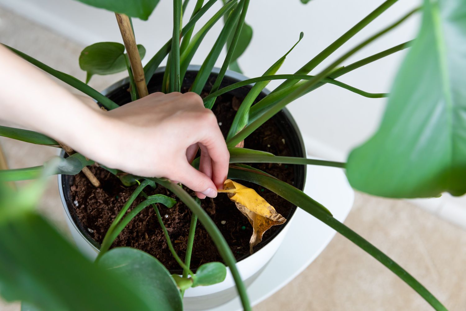 person picking yellow leaves out of a potted plant