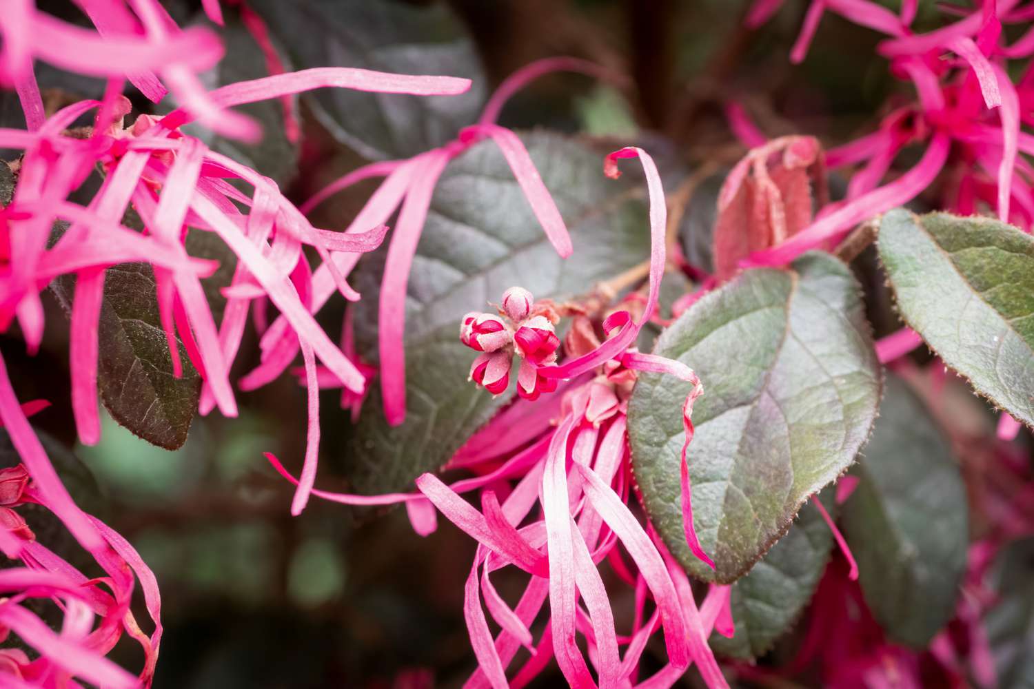 Chinesischer Fransenblumenstrauch Zweig mit rosa fransenartigen Blüten und Knospen mit Blättern in Nahaufnahme