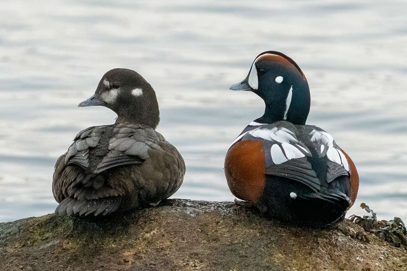 Weibliche und männliche Harlekin-Enten sitzen auf einem Felsen am Wasser