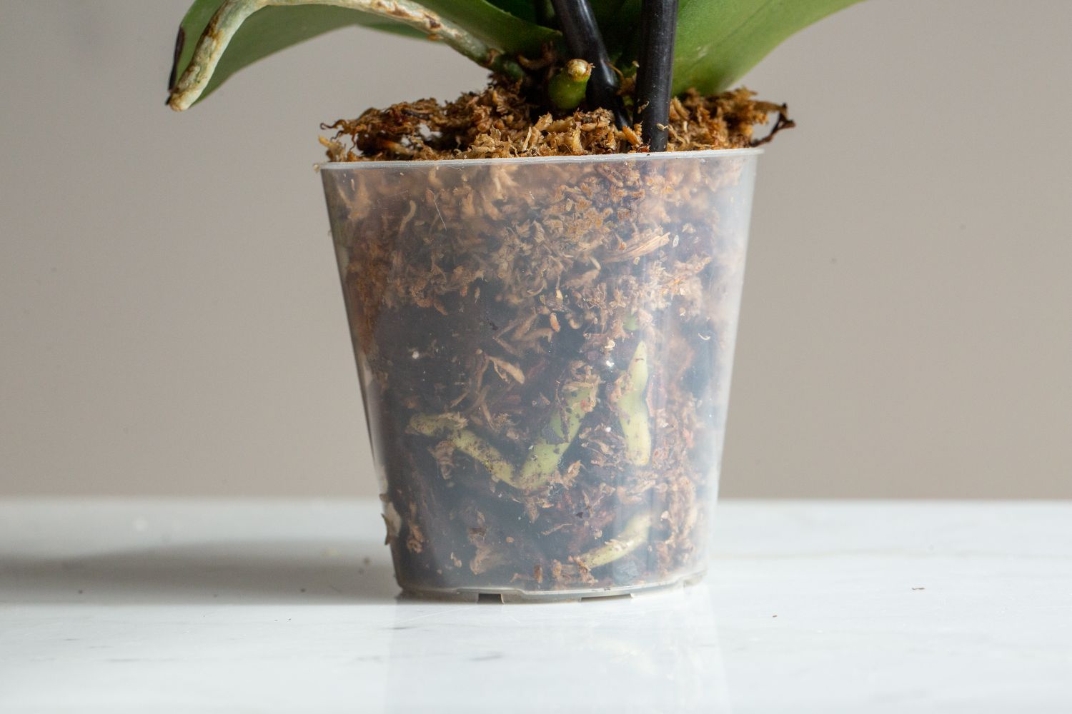 Raíces de orquídea rodeadas de musgo en recipiente de plástico
