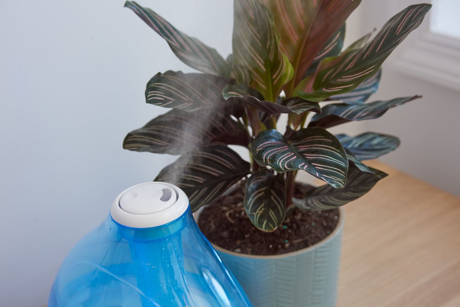 houseplant next to a humidifier