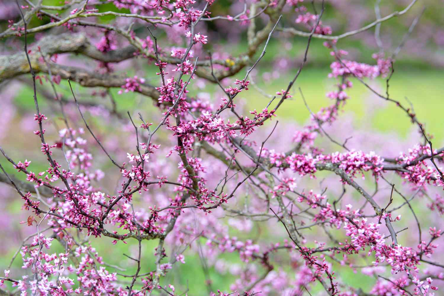 Forest pansy redbud tree with small pink flowers on twisted branches