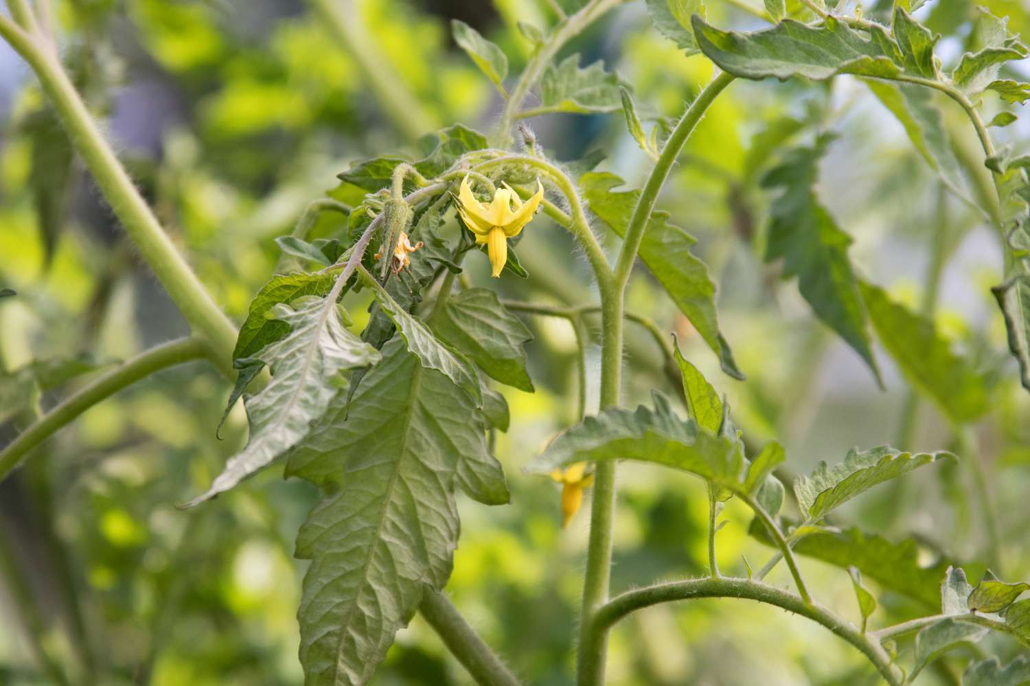 Caule do tomateiro Roma com pequenas flores amarelas e folhas lobadas