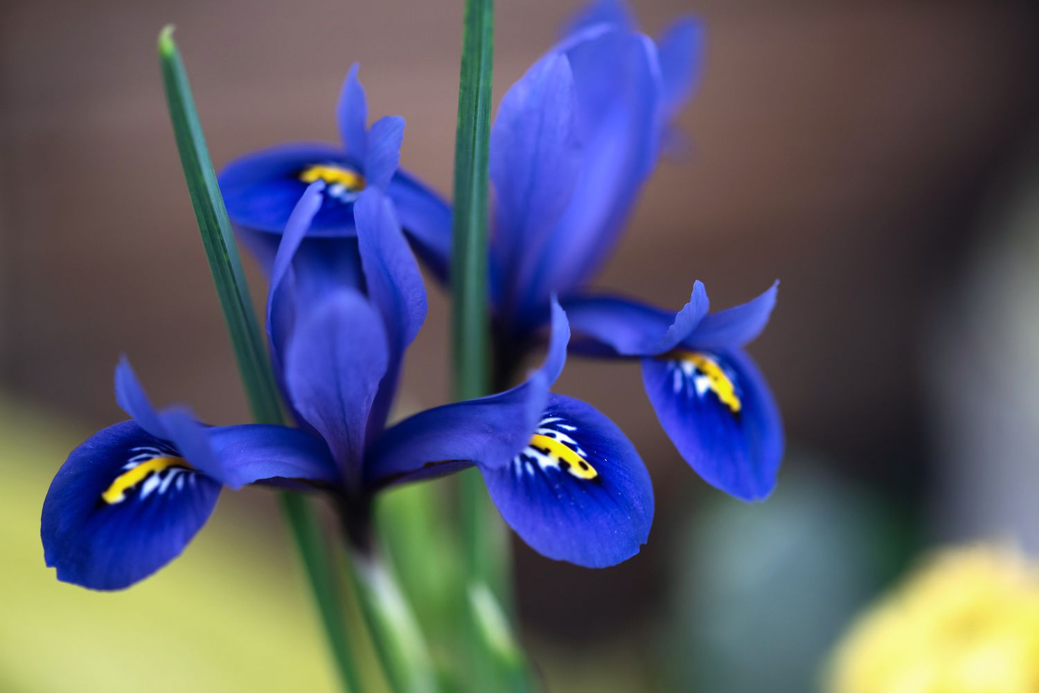 Iris reticulata plant with royal blue and yellow flowers with leaf tips closeup