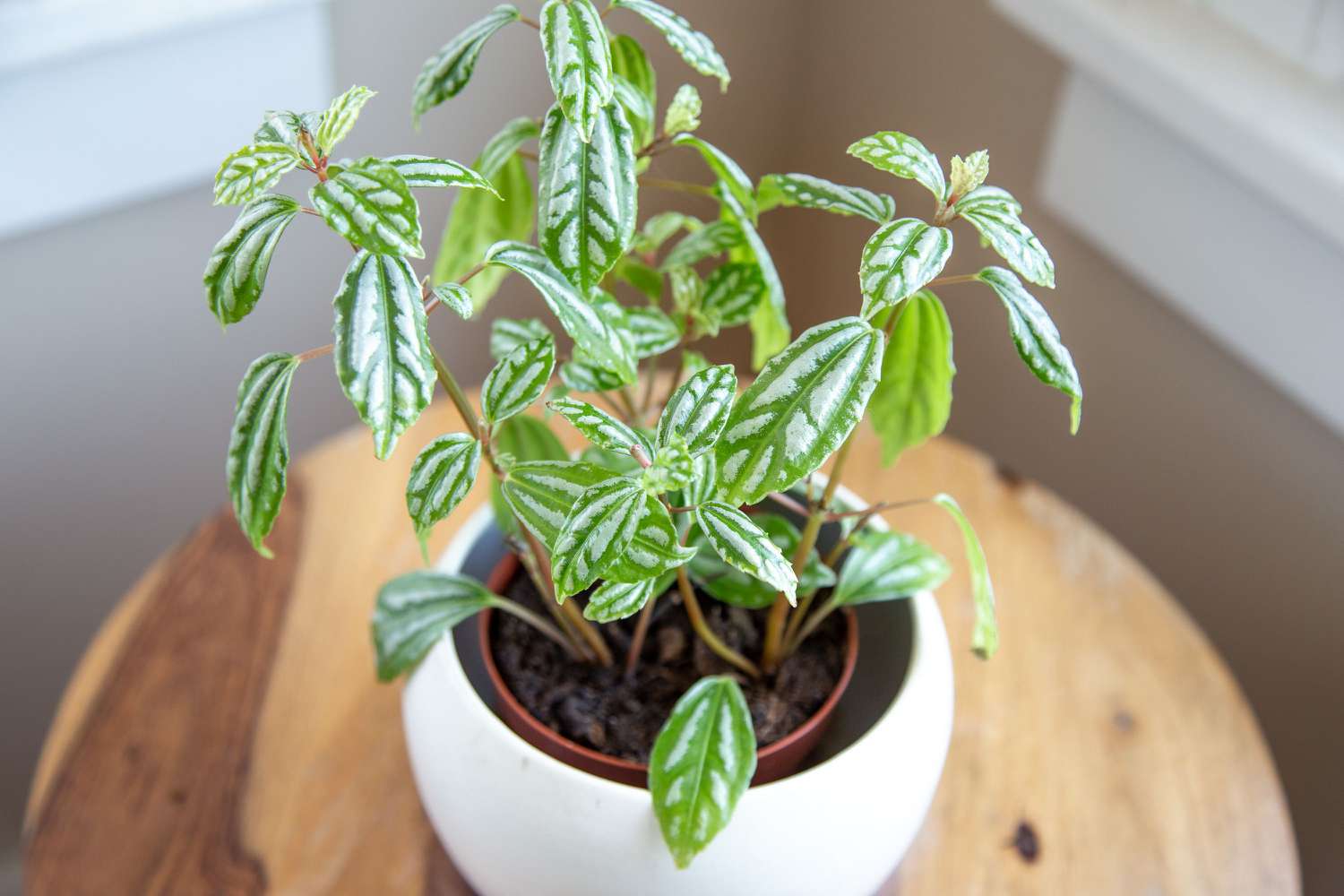 Planta de aluminio en maceta blanca con hojas abigarradas plateadas y verdes