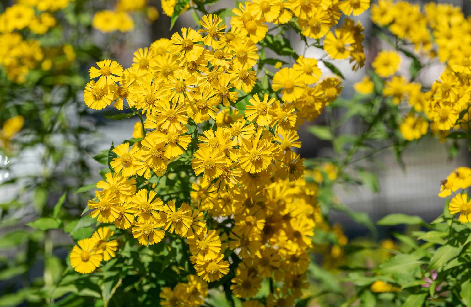 Sneezeweed-Pflanze mit büschelbildenden gelben Blüten im Sonnenlicht