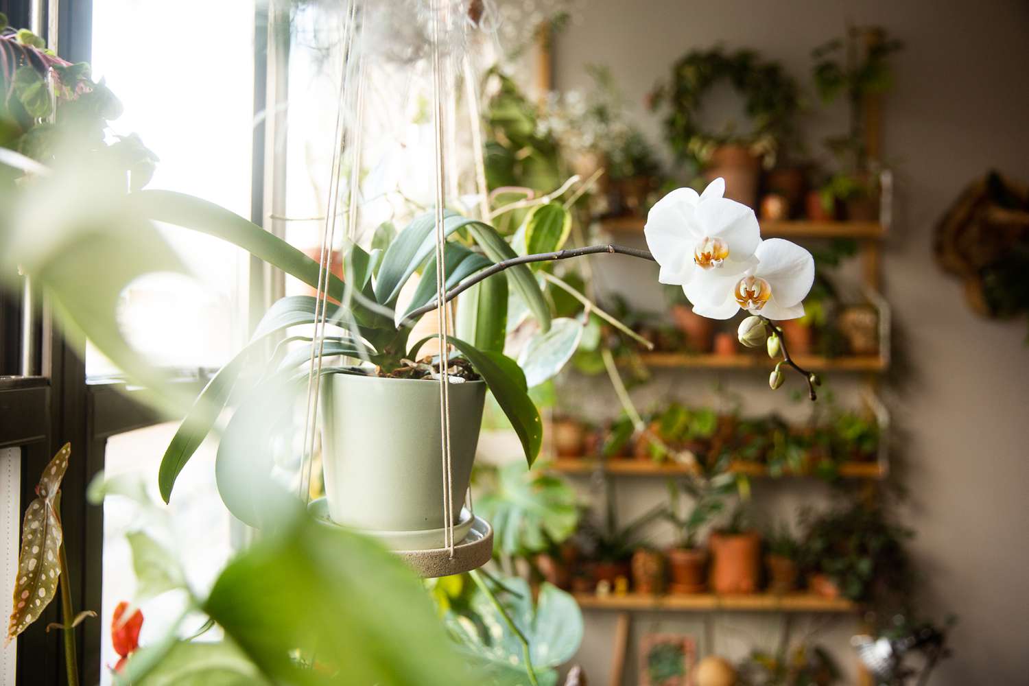 Elegir el material de cultivo adecuado para las orquídeas