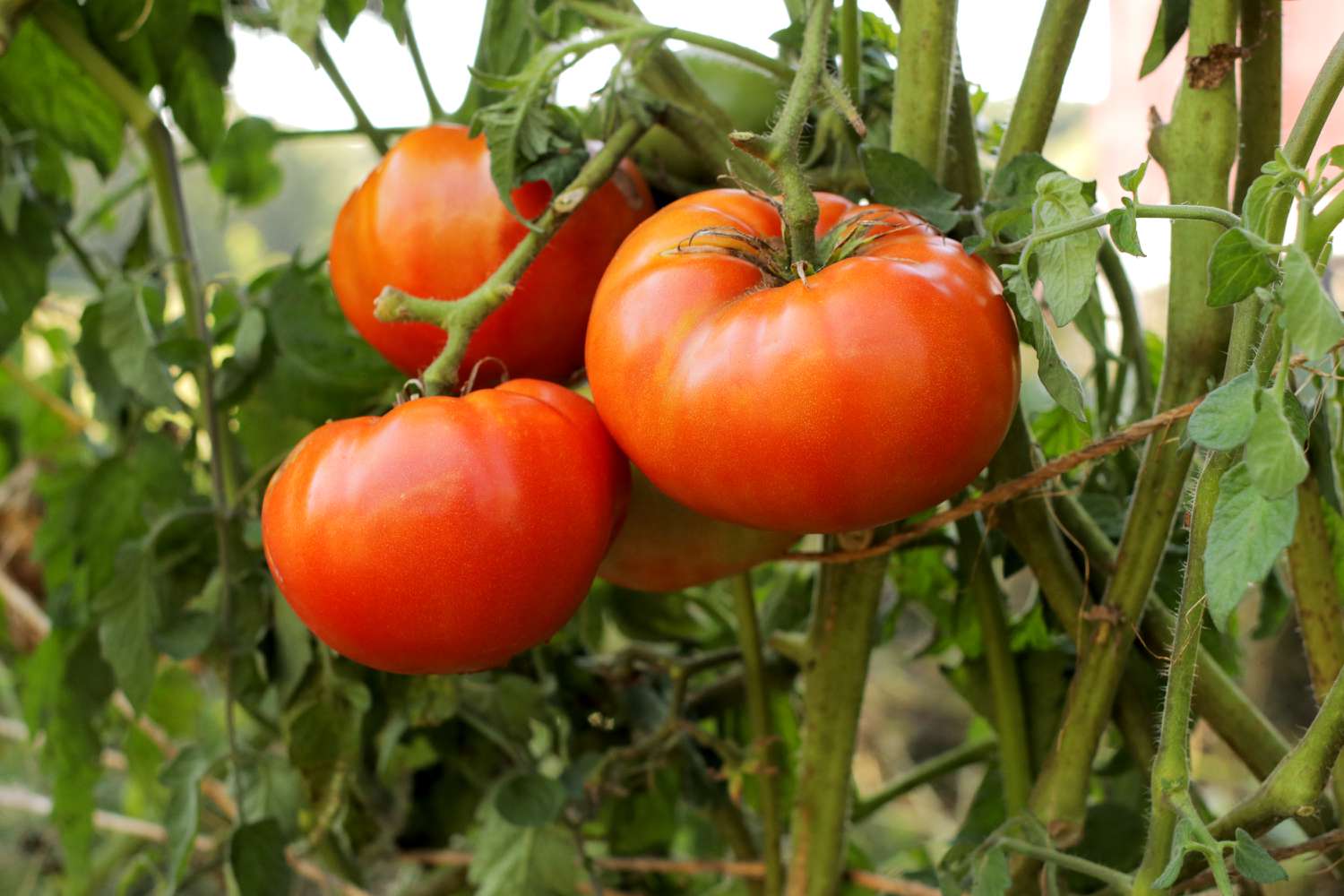 Tomates Better Boy: Guia de cuidados e cultivo