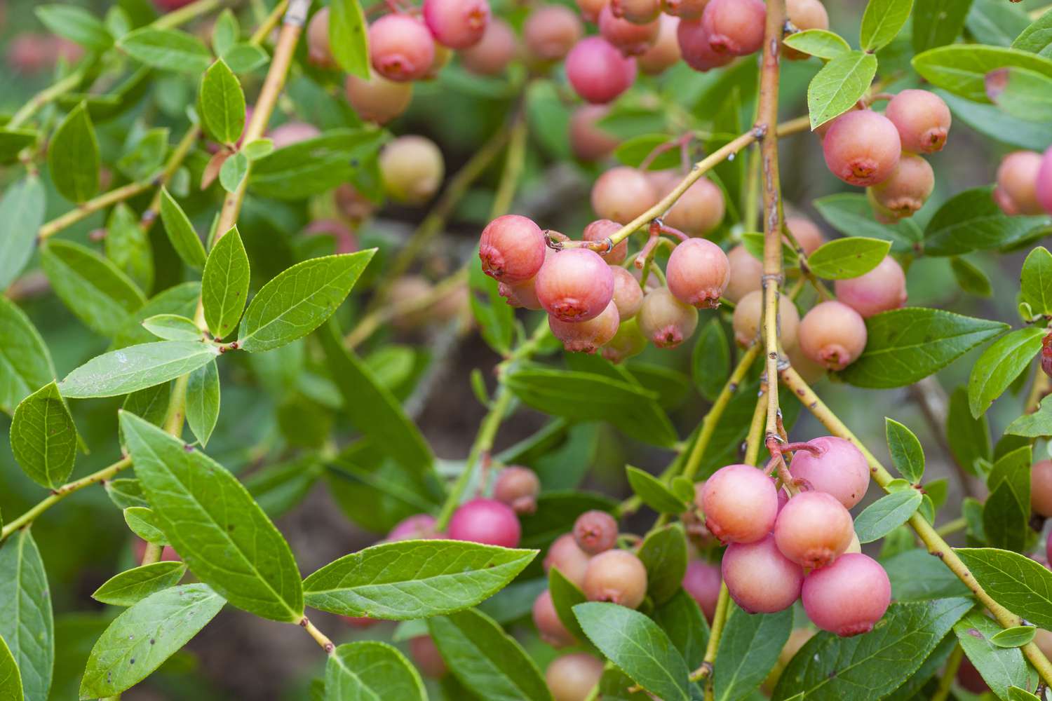 Rosa Limonaden-Heidelbeeren im Garten