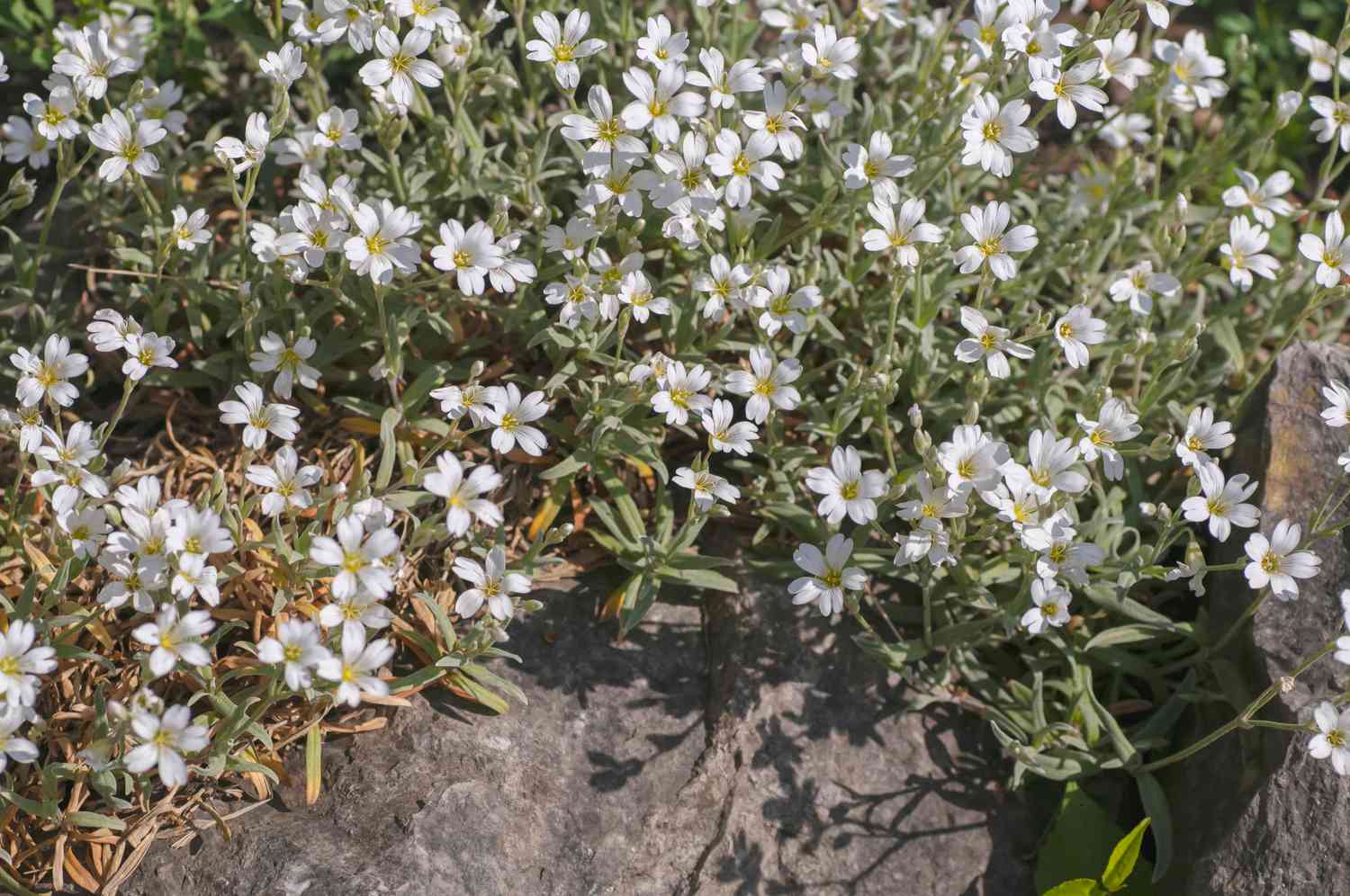 Schnee im Sommer in der Landschaftsgestaltung verwendet