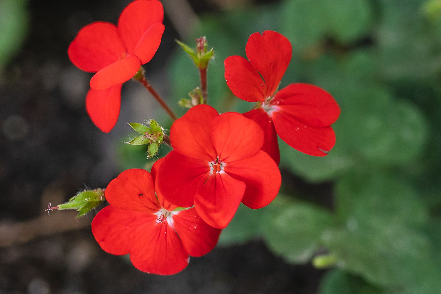 red impatiens