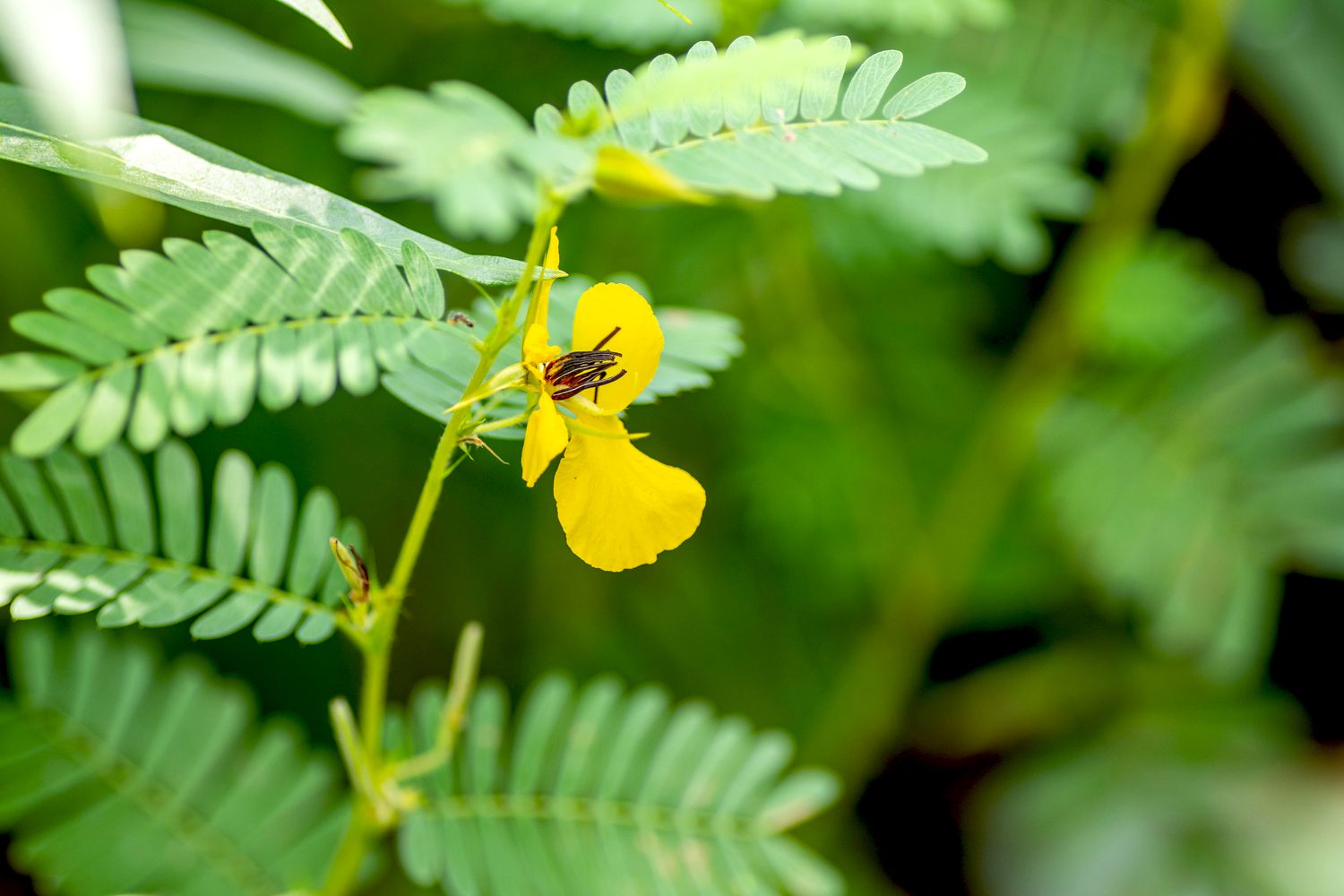 Planta de ervilha-de-passarinho com flor amarela cercada por folhas emplumadas em close-up