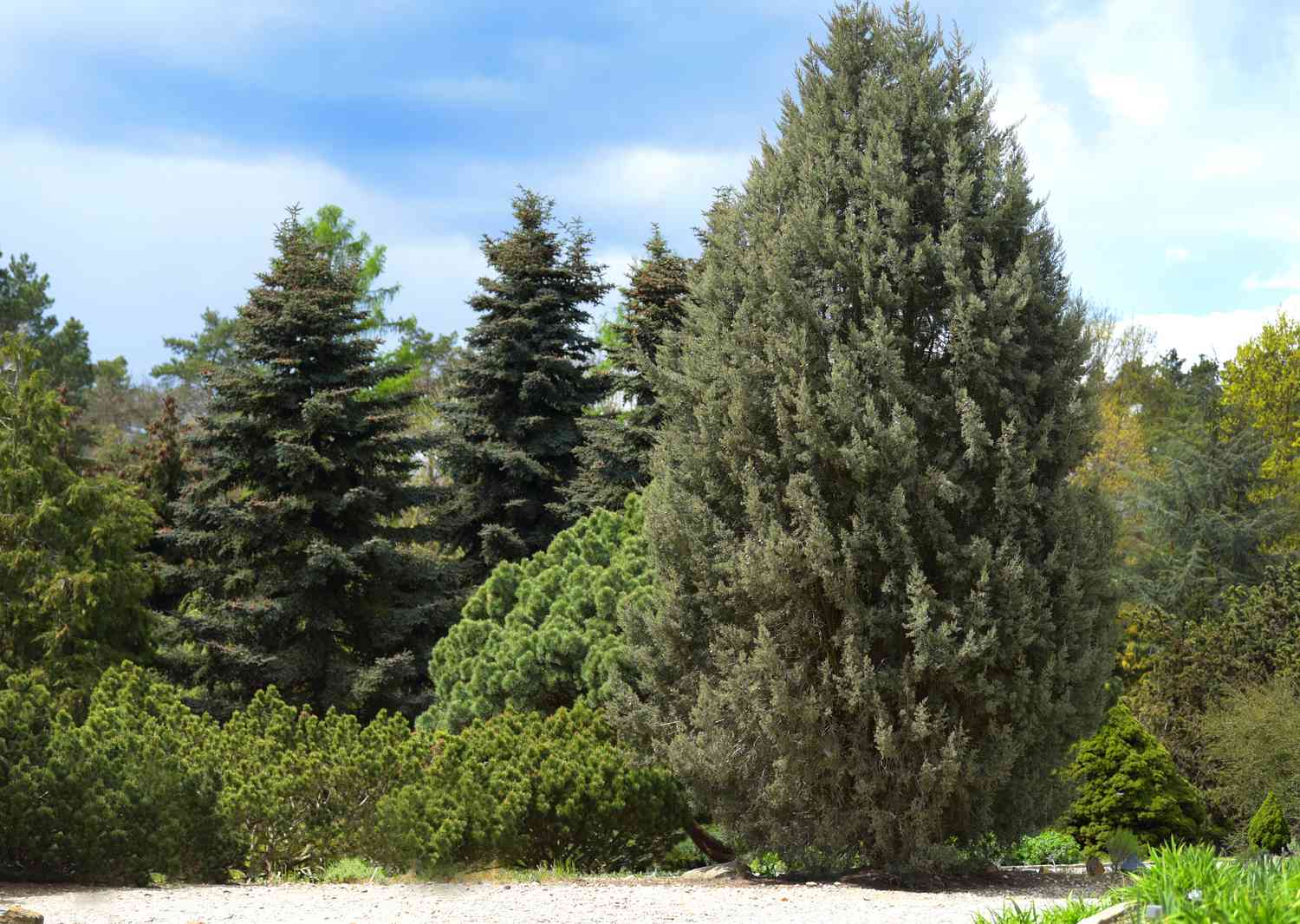 Anbau und Pflege der Arizona-Zypresse