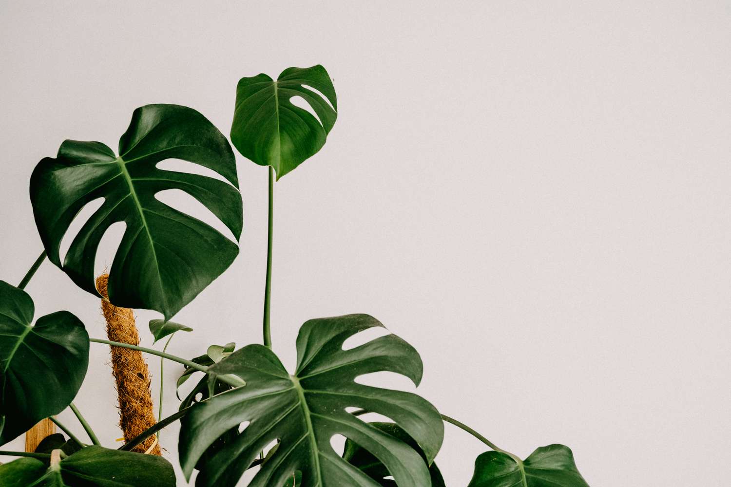 Una monstera deliciosa con un poste de musgo contra una pared blanca.