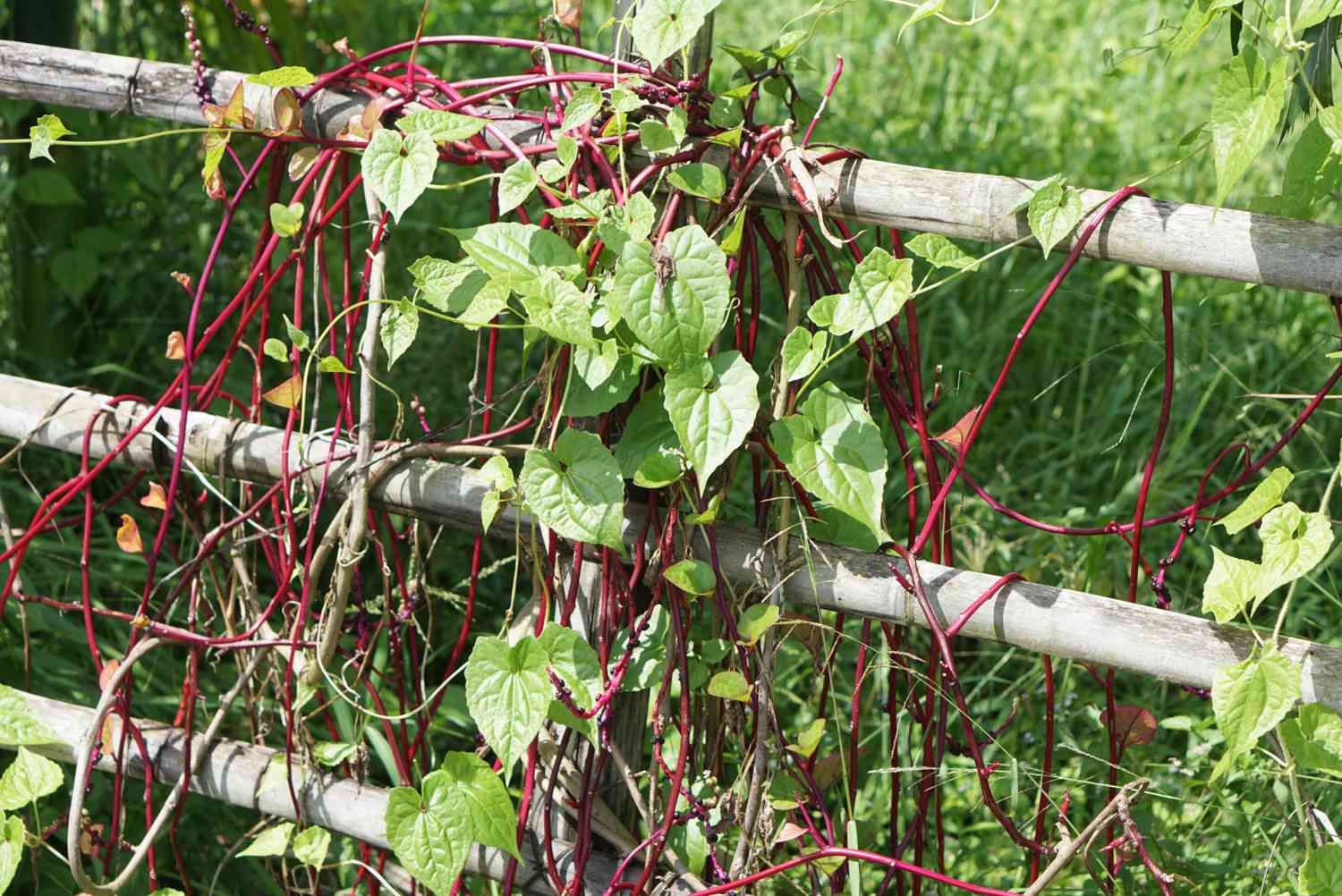Malabar spinach wrapped around wooden fence posts in sunlight