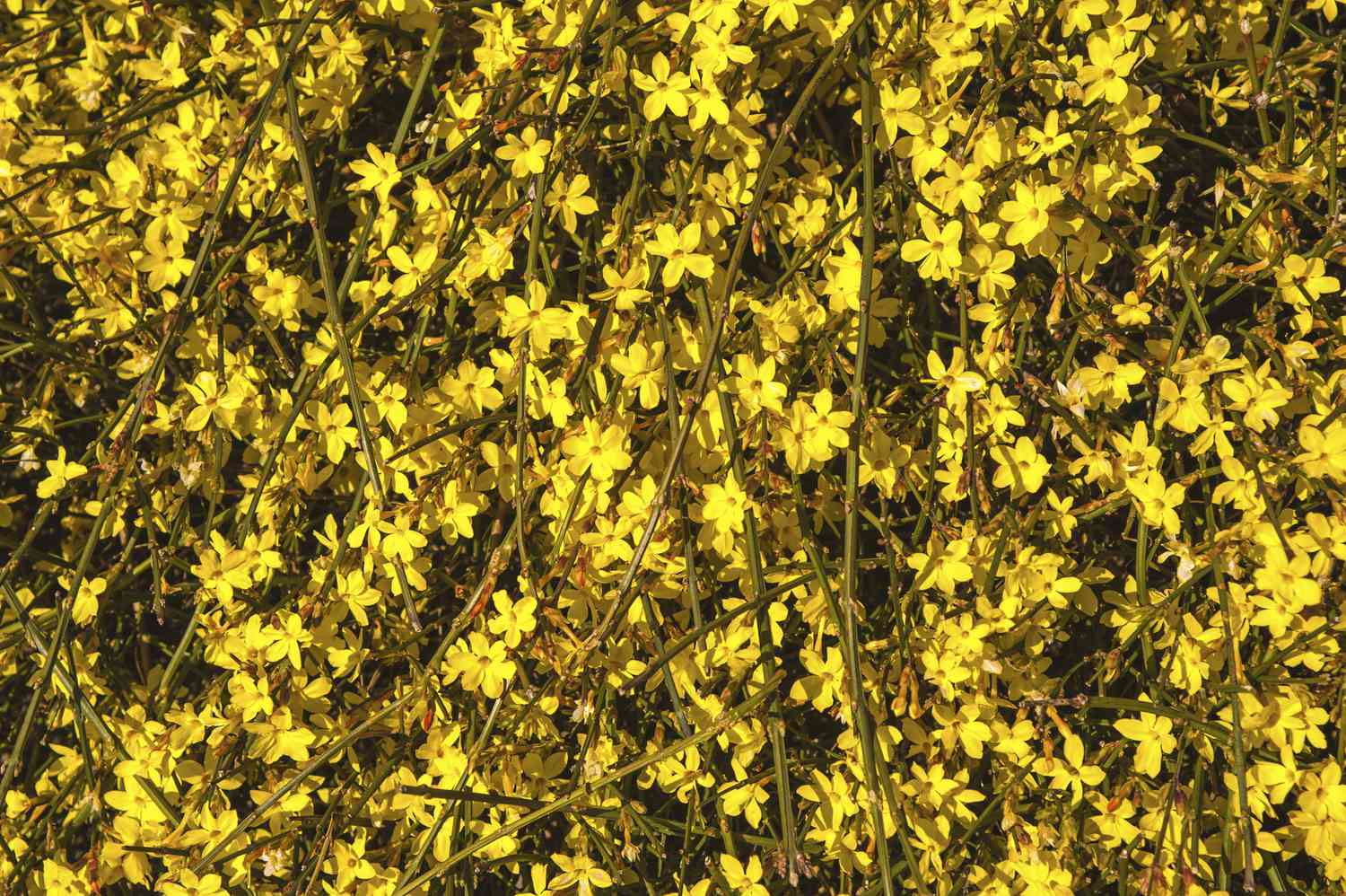 Winterjasminreben mit gelben Blüten im Sonnenlicht
