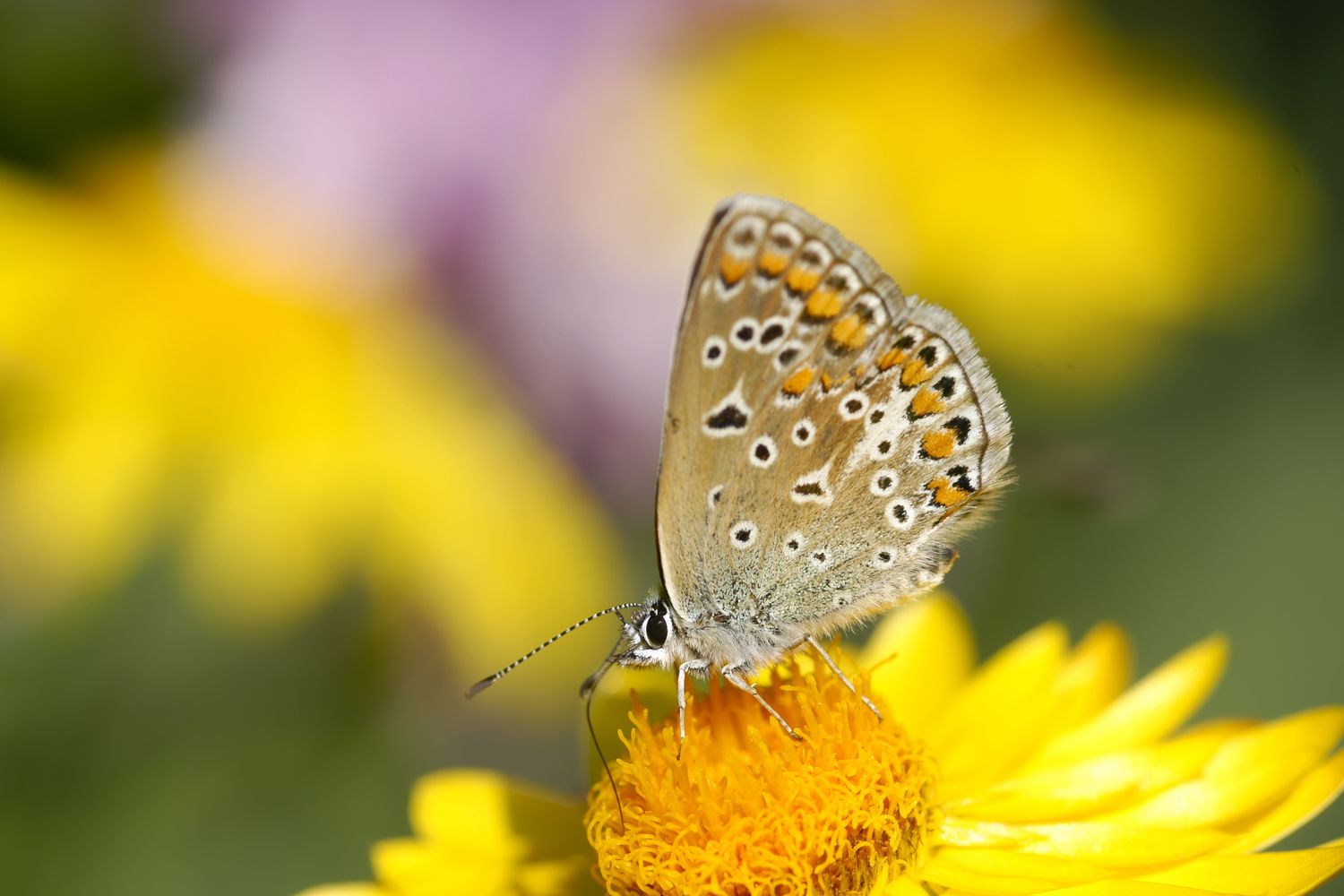 Schmetterling auf Strohblume