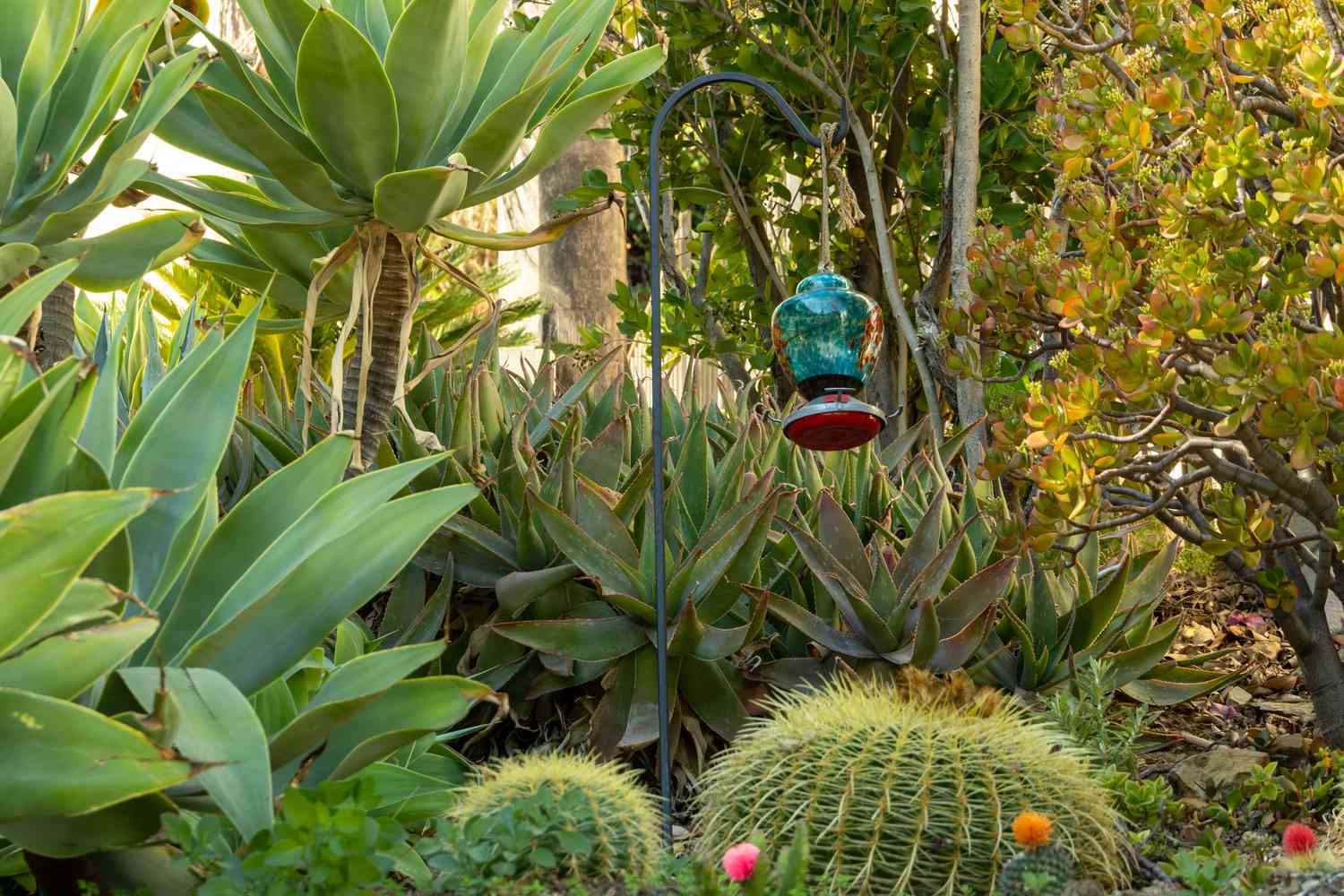 Perches, arbres et plantes épineuses pour fournir un abri aux colibris