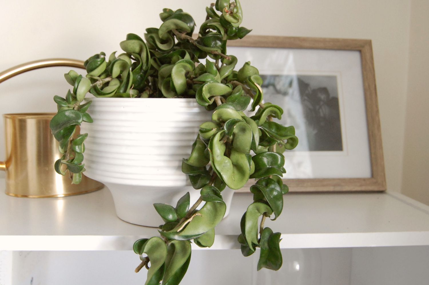 Planta de corda hindu com folhas cerosas e parecidas com videira pendurada sobre vaso branco na prateleira ao lado de porta-retratos e regador dourado