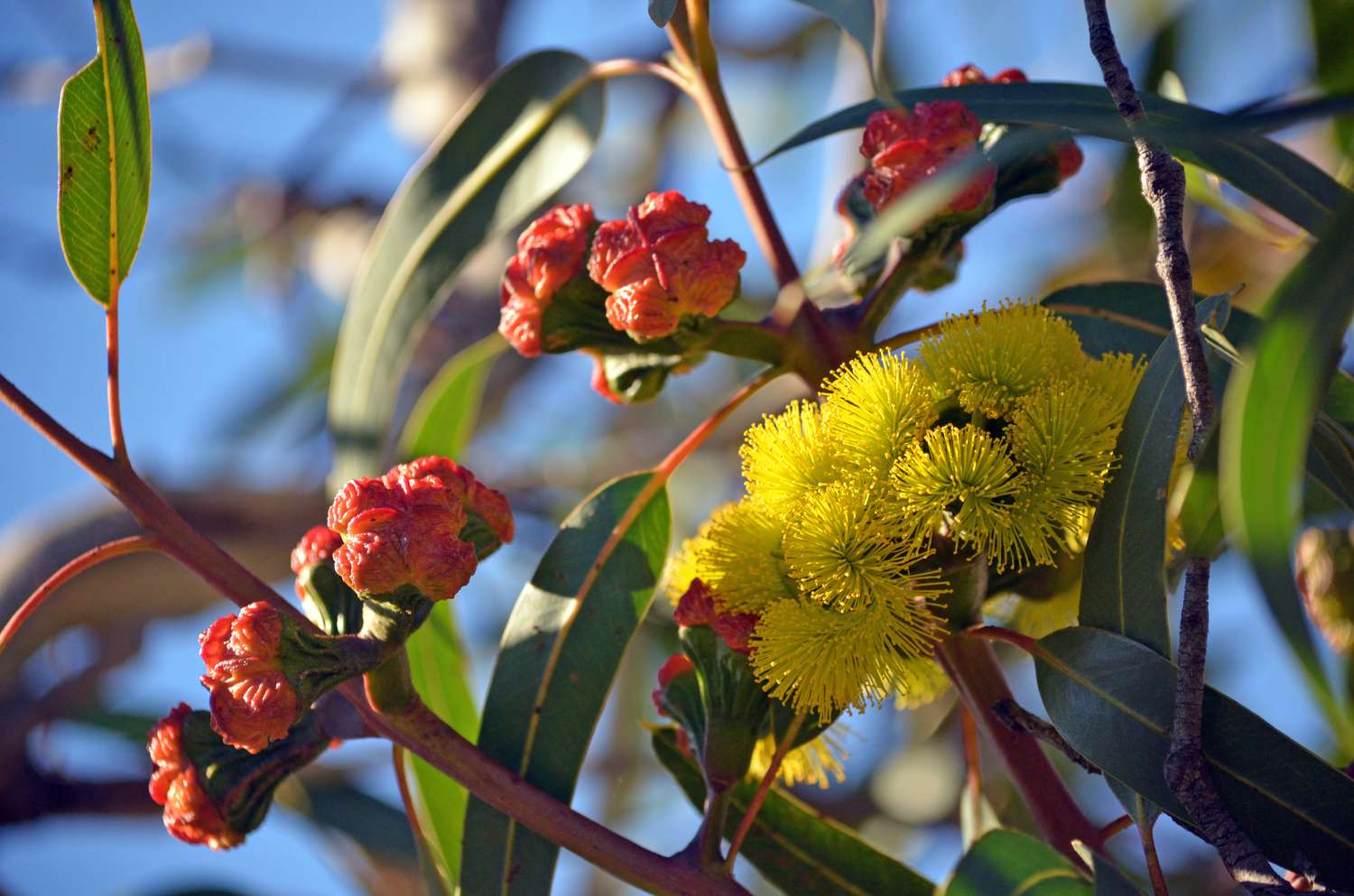 Leuchtend gelbe Blüten und rote Knospen des Rotkappen-Gummibaums