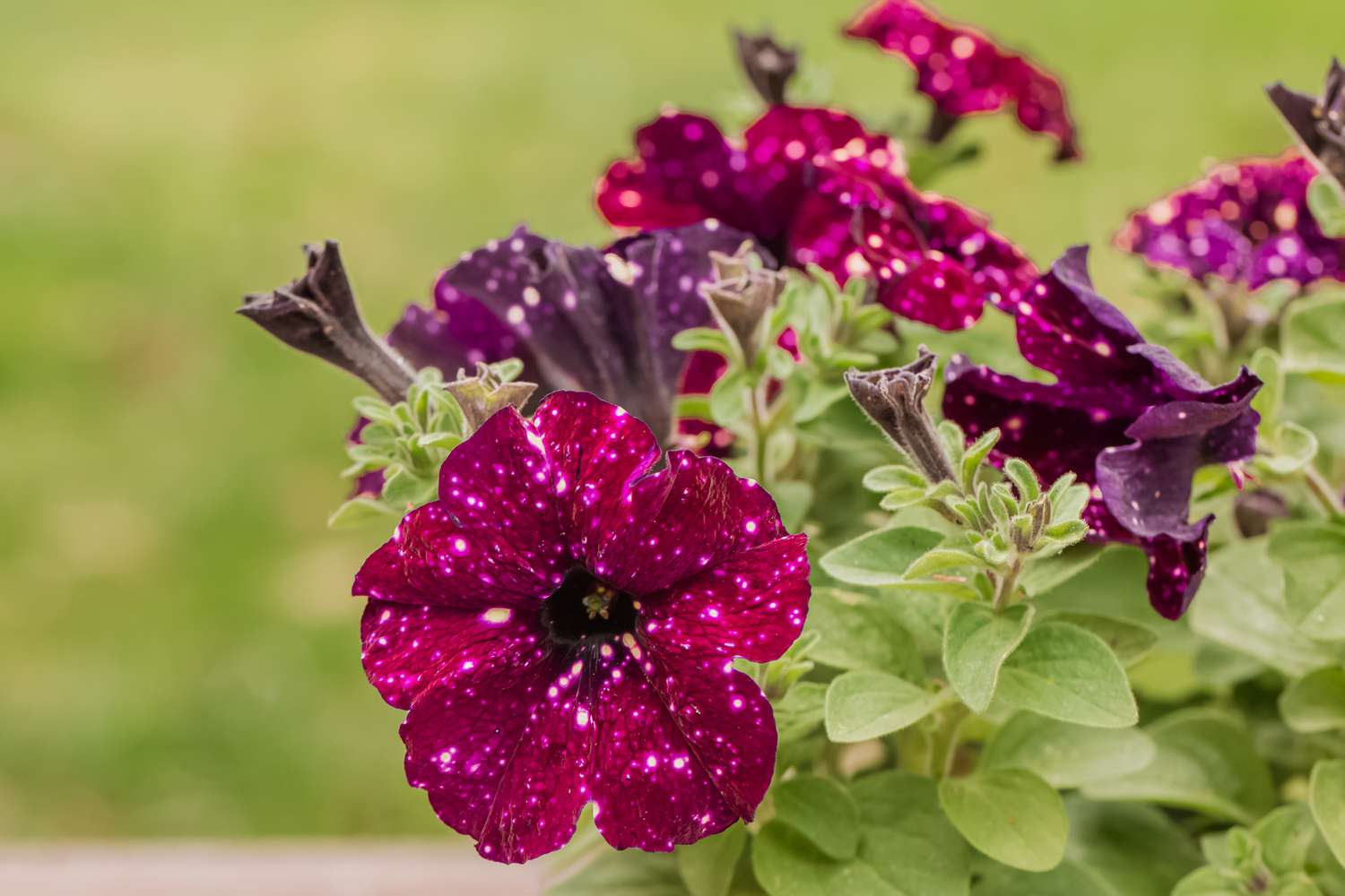 frontal view of galaxy petunia