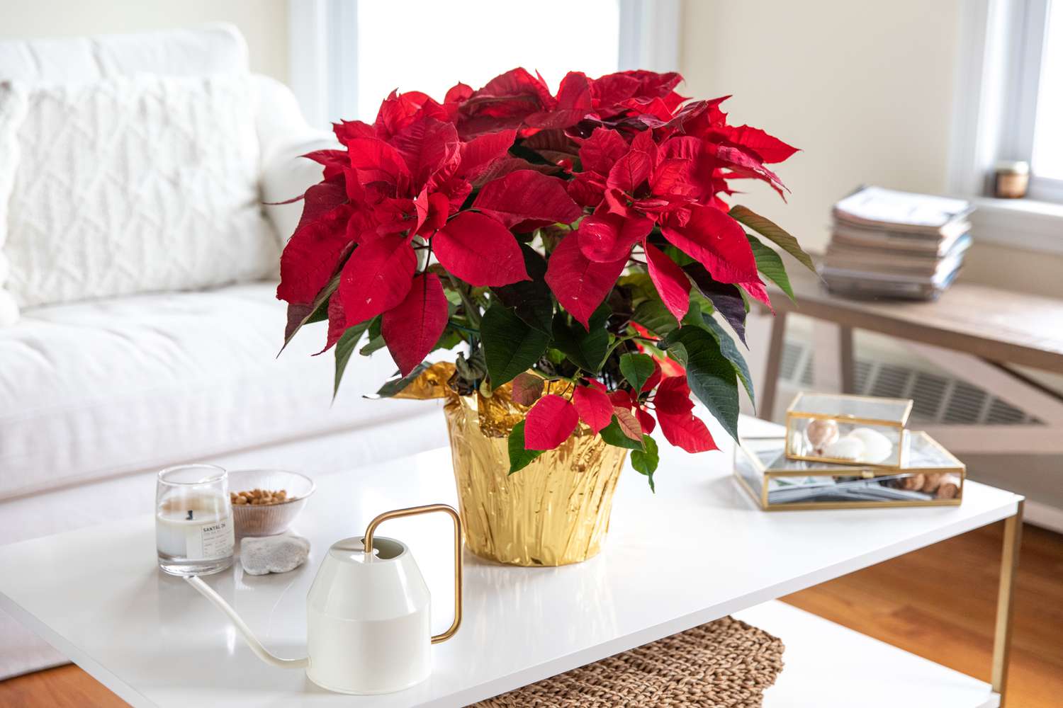 Weihnachtsstern: Anleitung zur Pflege und Aufzucht von Zimmerpflanzen